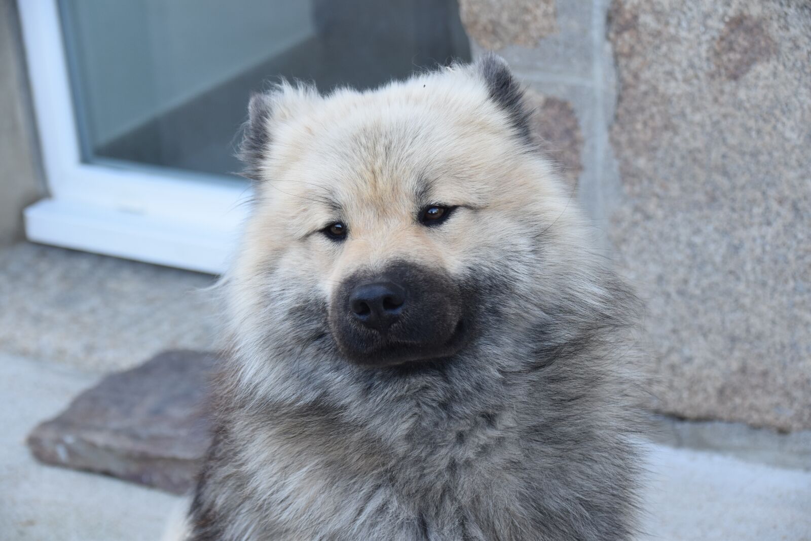 Nikon D5600 sample photo. Dog, portrait of dog photography