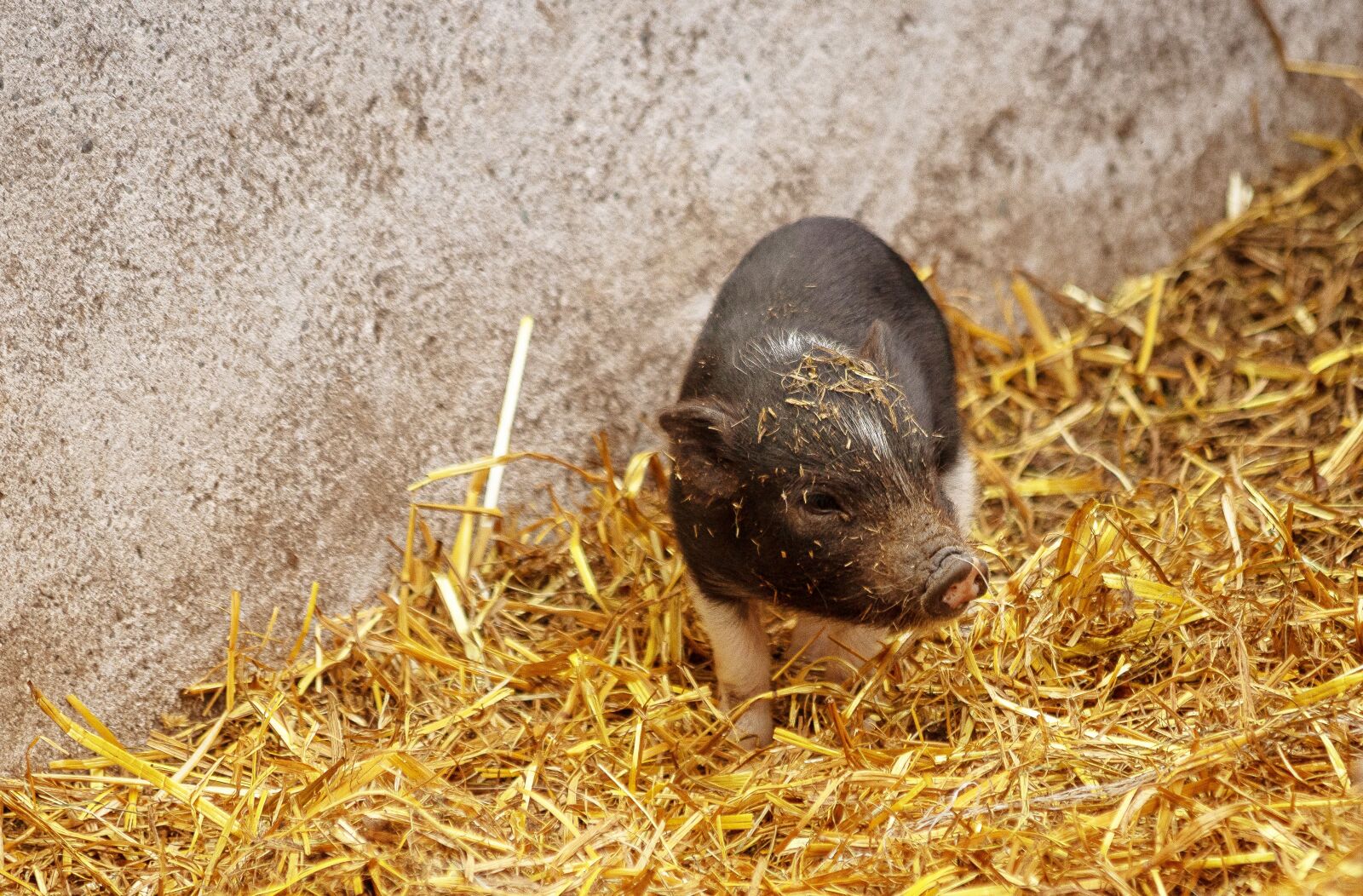 Canon EF 70-300mm F4-5.6 IS USM sample photo. Piglet, pig, animal photography