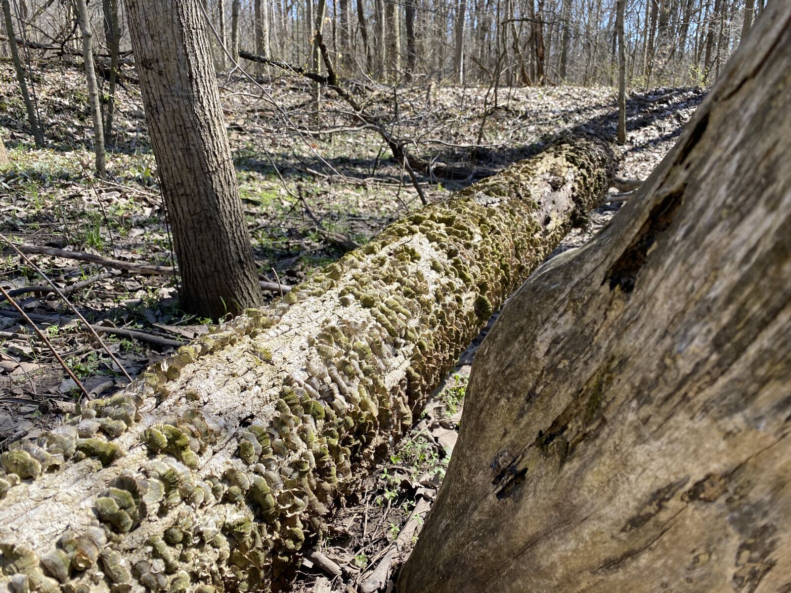 Apple iPhone 11 sample photo. Tree, mushroom, nature photography