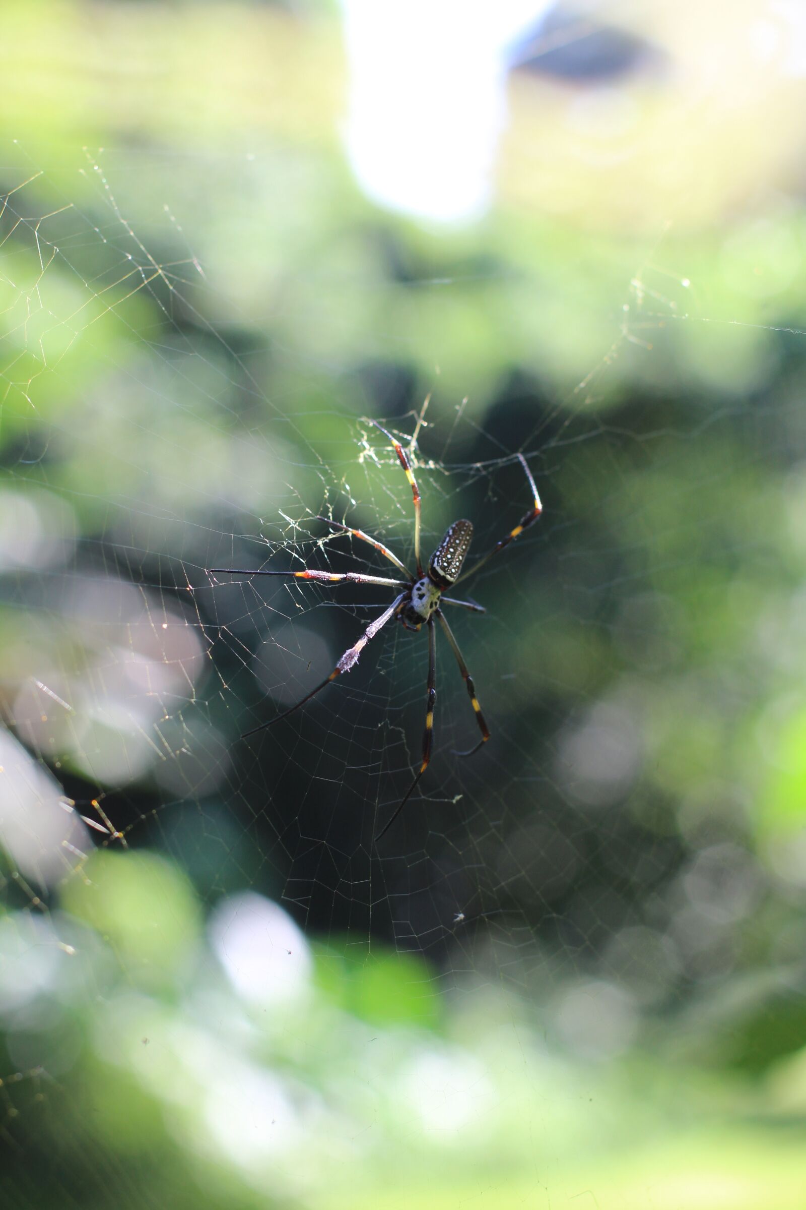 Canon EOS 600D (Rebel EOS T3i / EOS Kiss X5) + Canon EF 50mm F1.4 USM sample photo. Spider, nature, web photography