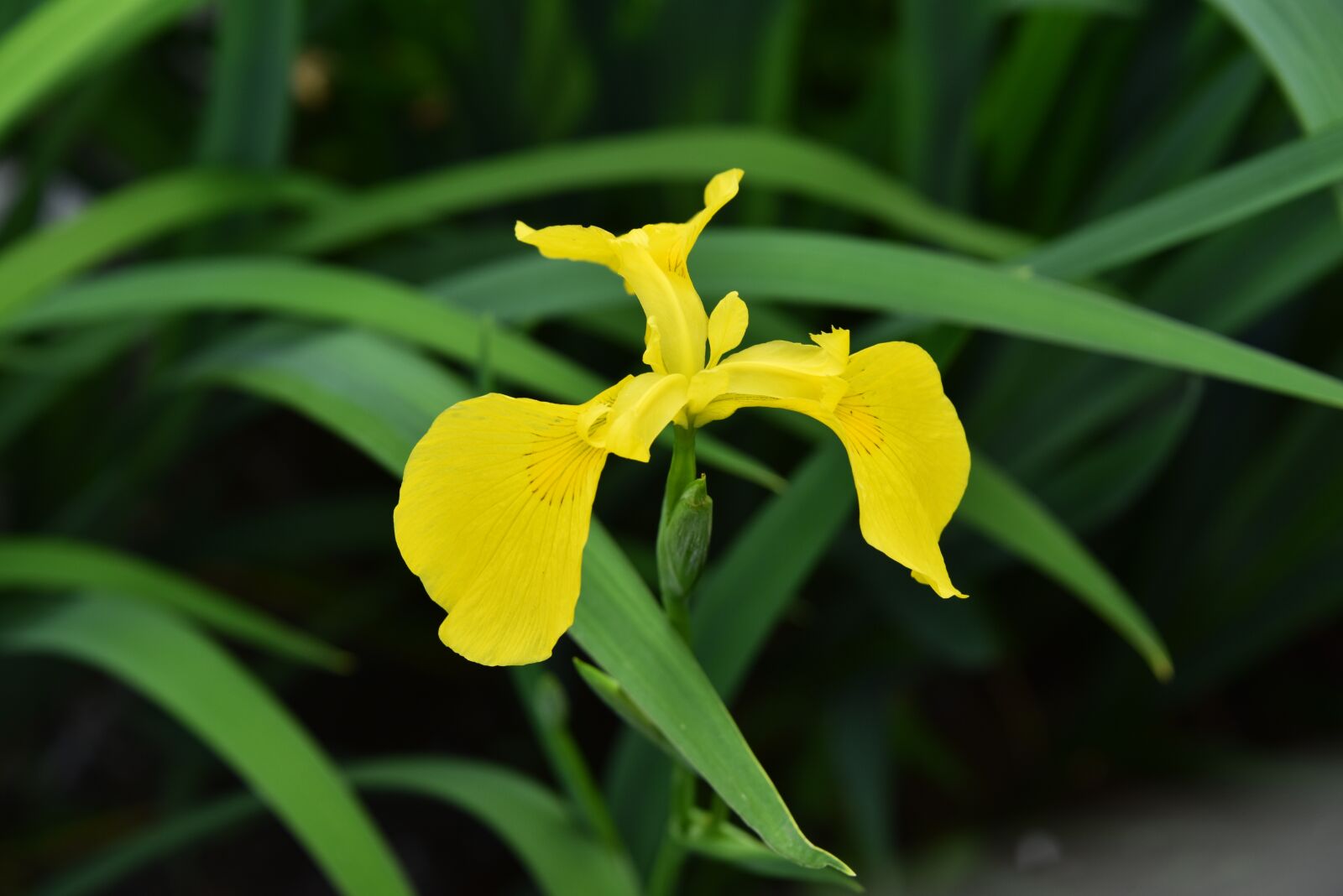 Nikon D810 sample photo. Irises, yellow, a flower photography