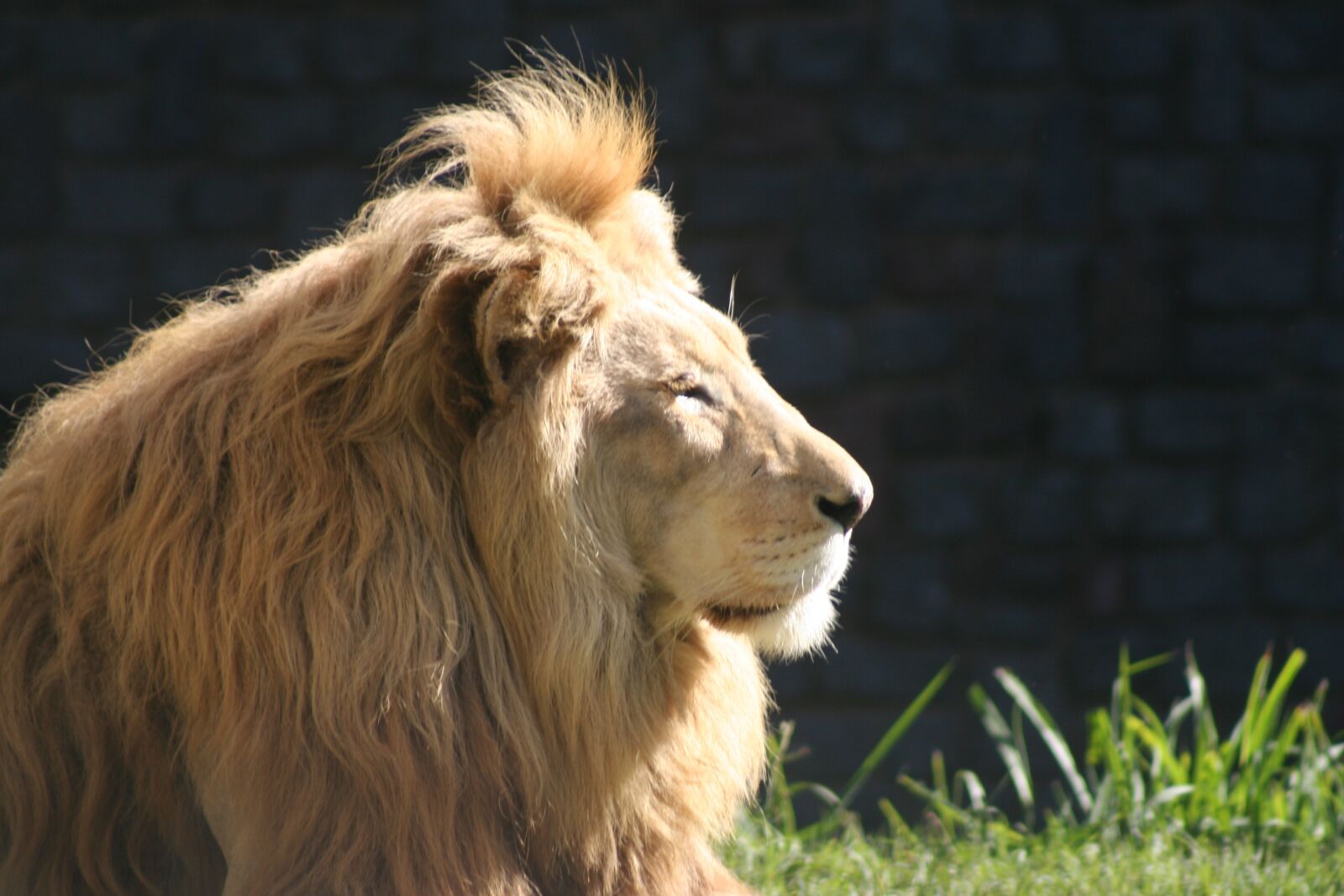 Canon EOS 350D (EOS Digital Rebel XT / EOS Kiss Digital N) sample photo. Leon, animal, mane photography