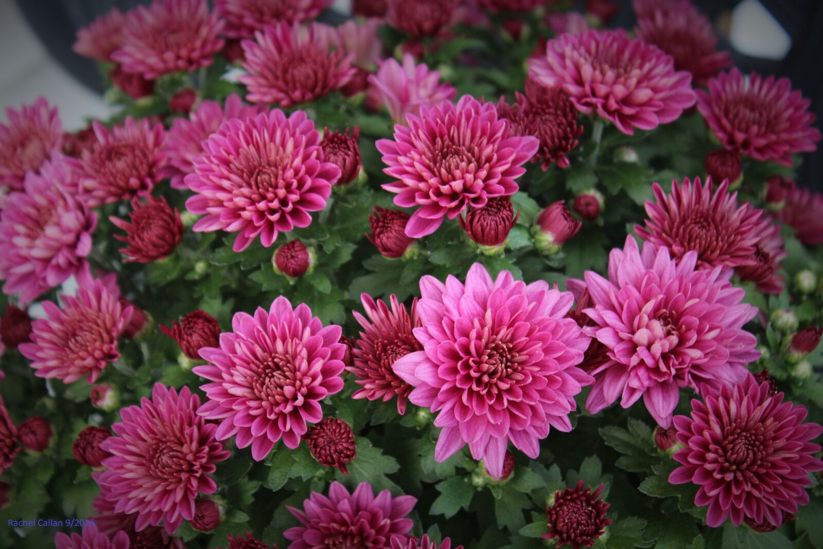 Canon EOS 1200D (EOS Rebel T5 / EOS Kiss X70 / EOS Hi) sample photo. Mums, flowers, bouquet photography