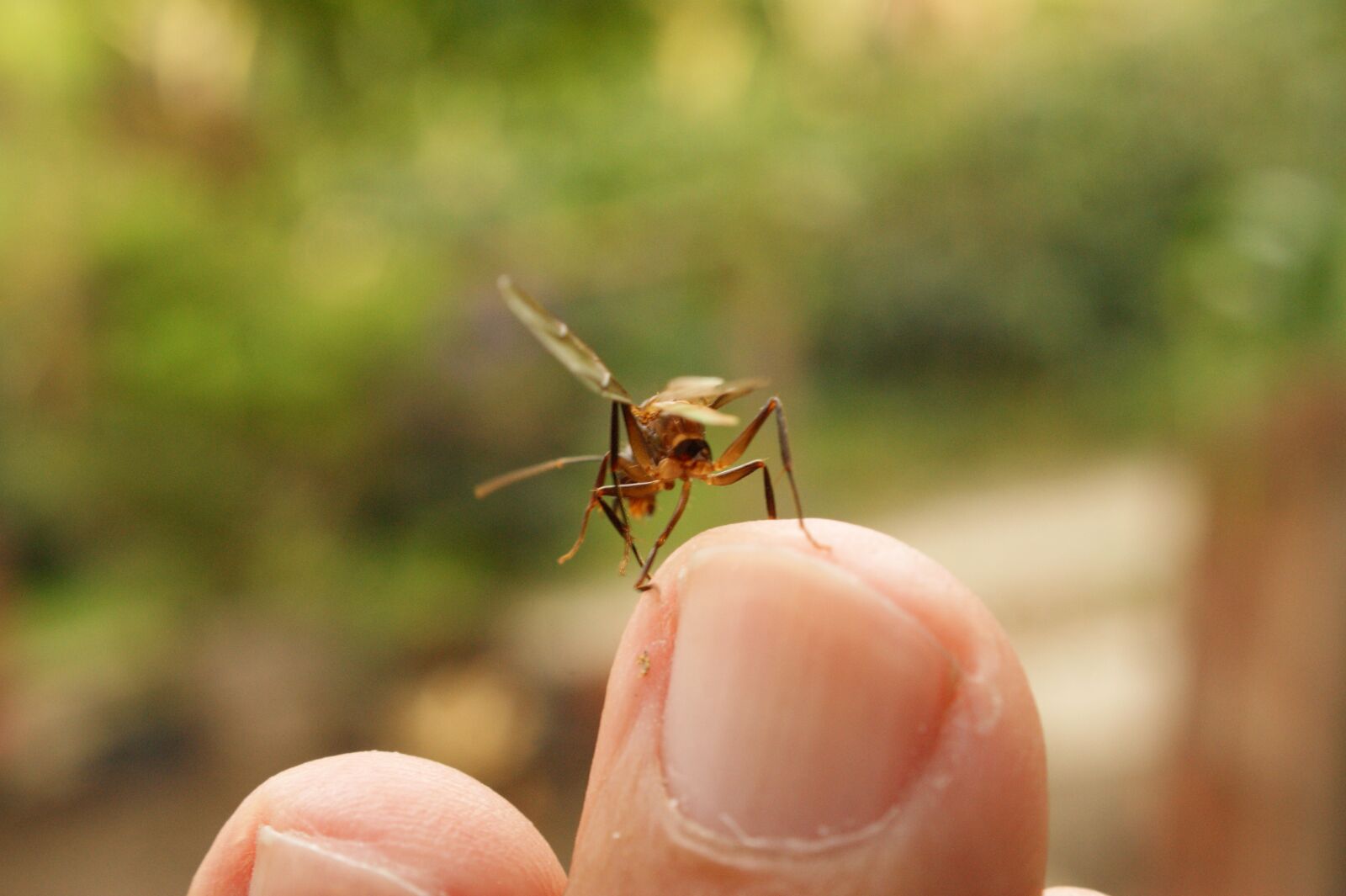 Sony Alpha DSLR-A390 sample photo. Nature, in, the photography