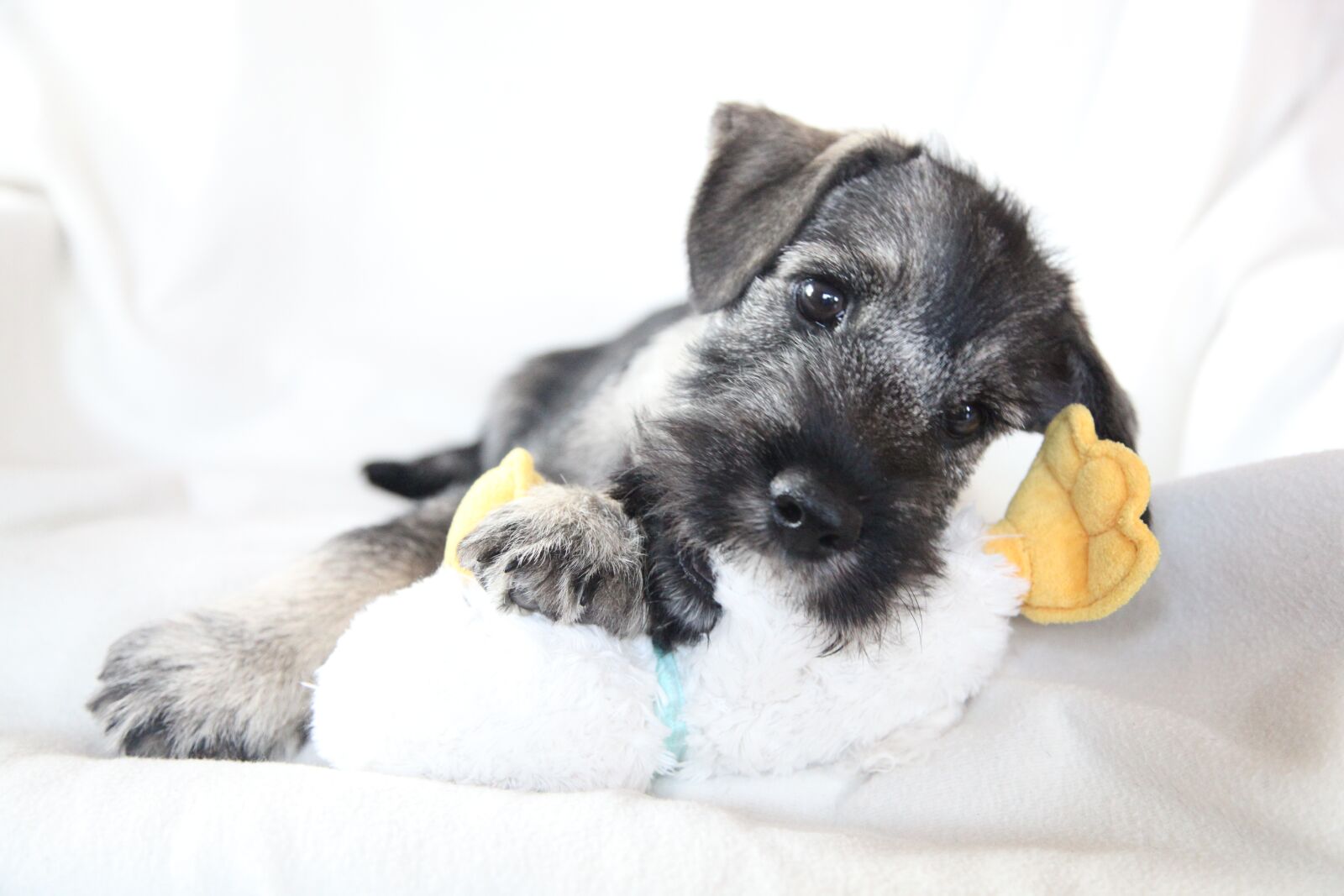Canon EOS 5D Mark II sample photo. Schnauzer, dog, puppy photography