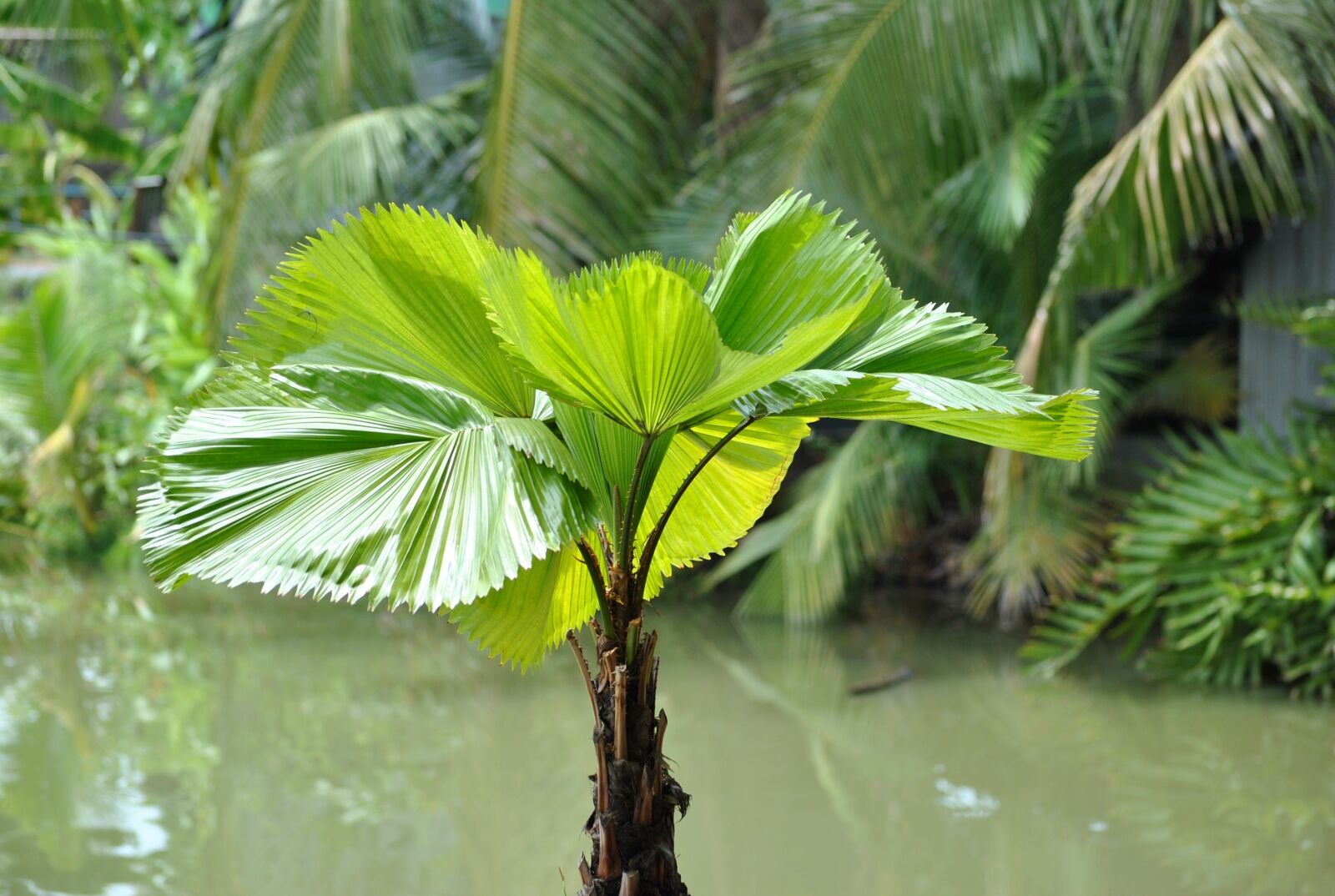 Nikon D3000 sample photo. Thailand, water palm, palm photography