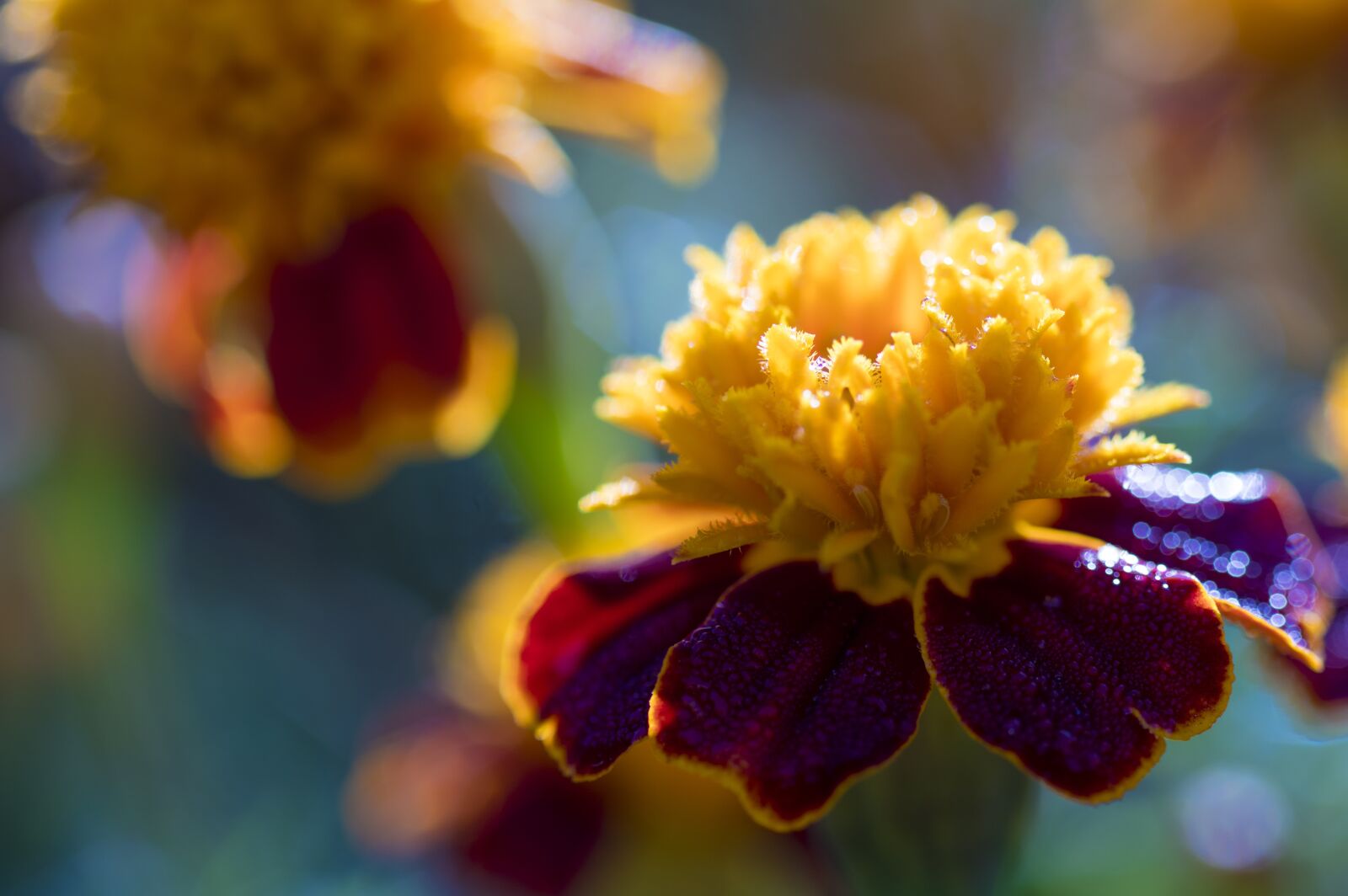Pentax KP + Sigma sample photo. Flower, nature, plant photography