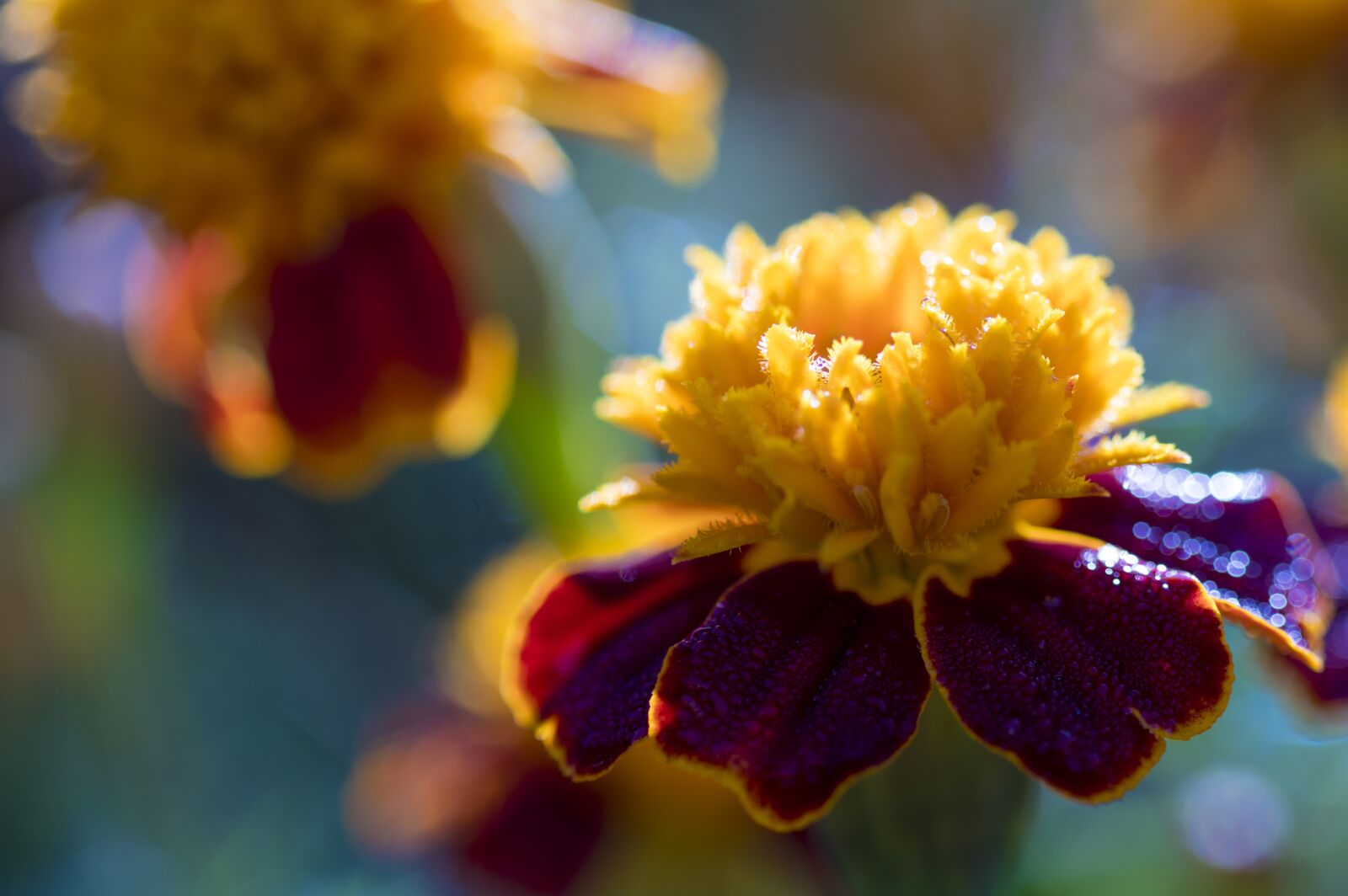 Pentax KP sample photo. Flower, nature, plant photography