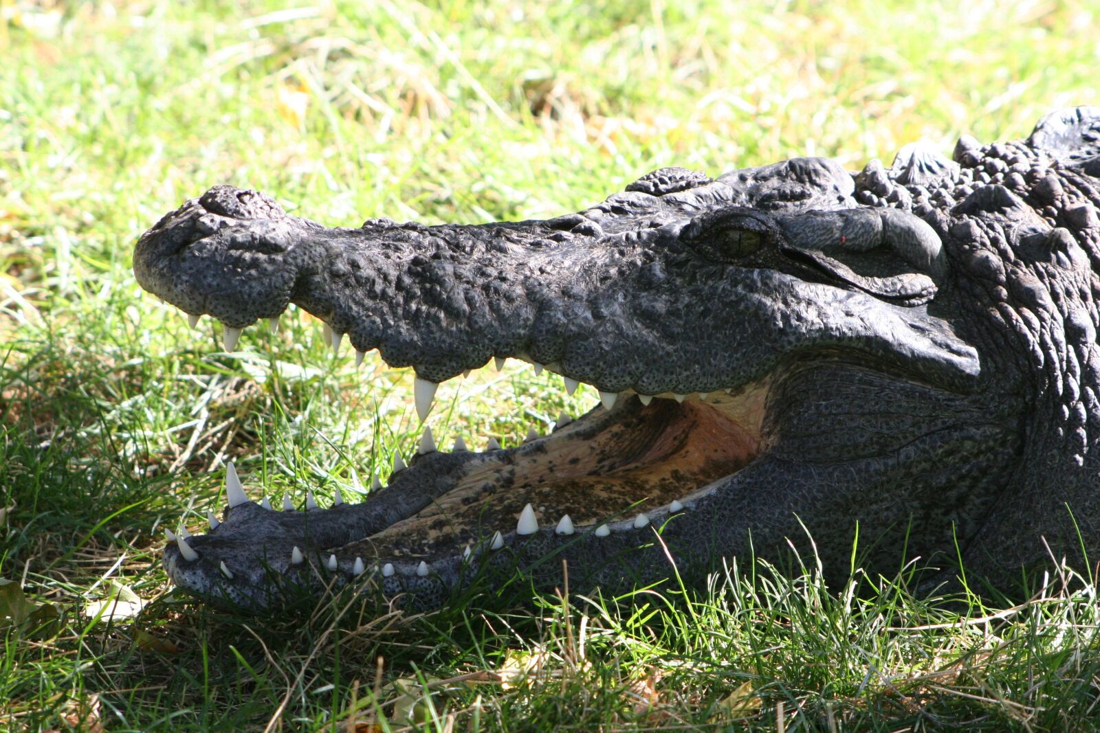 Canon EOS 350D (EOS Digital Rebel XT / EOS Kiss Digital N) sample photo. Crocodile, amphibian, predator photography