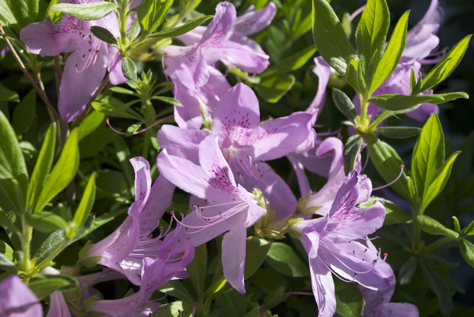 Nikon D80 sample photo. Lily, blossoms, flowers photography