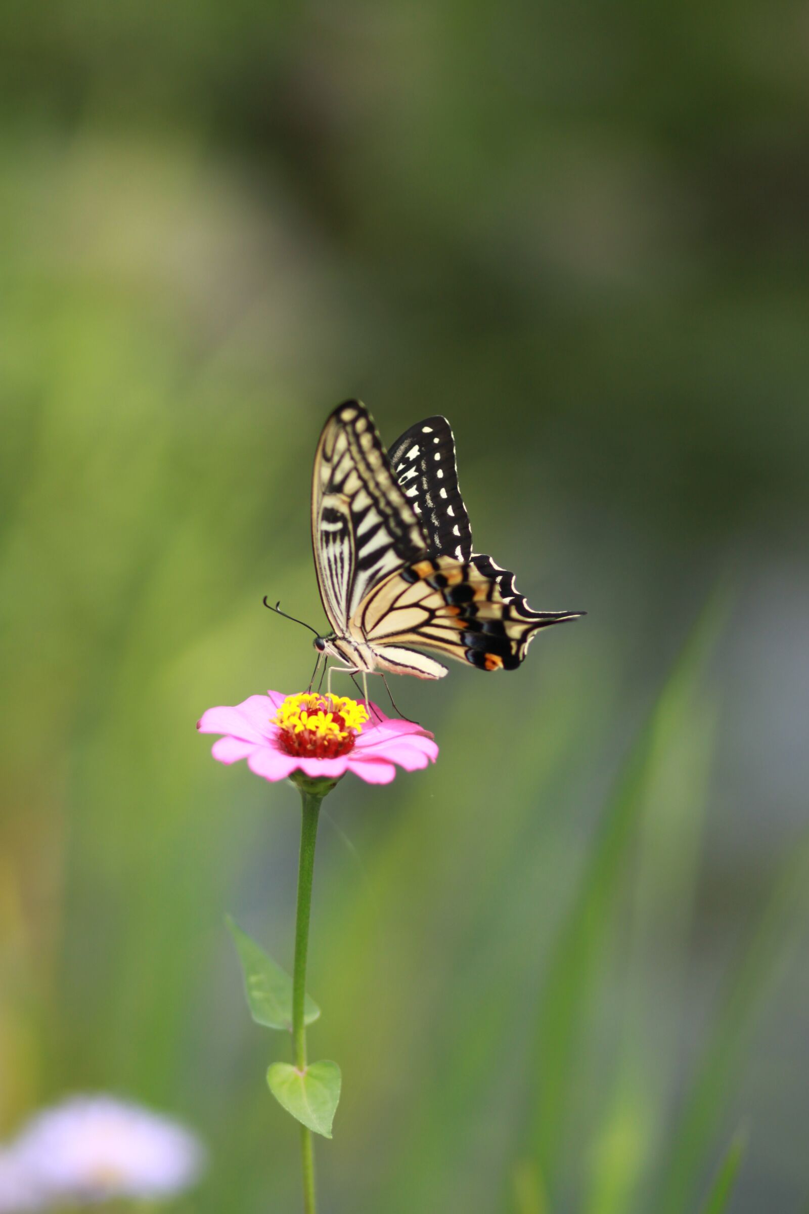 Canon EOS 500D (EOS Rebel T1i / EOS Kiss X3) sample photo. Flowers, butterfly, insects photography