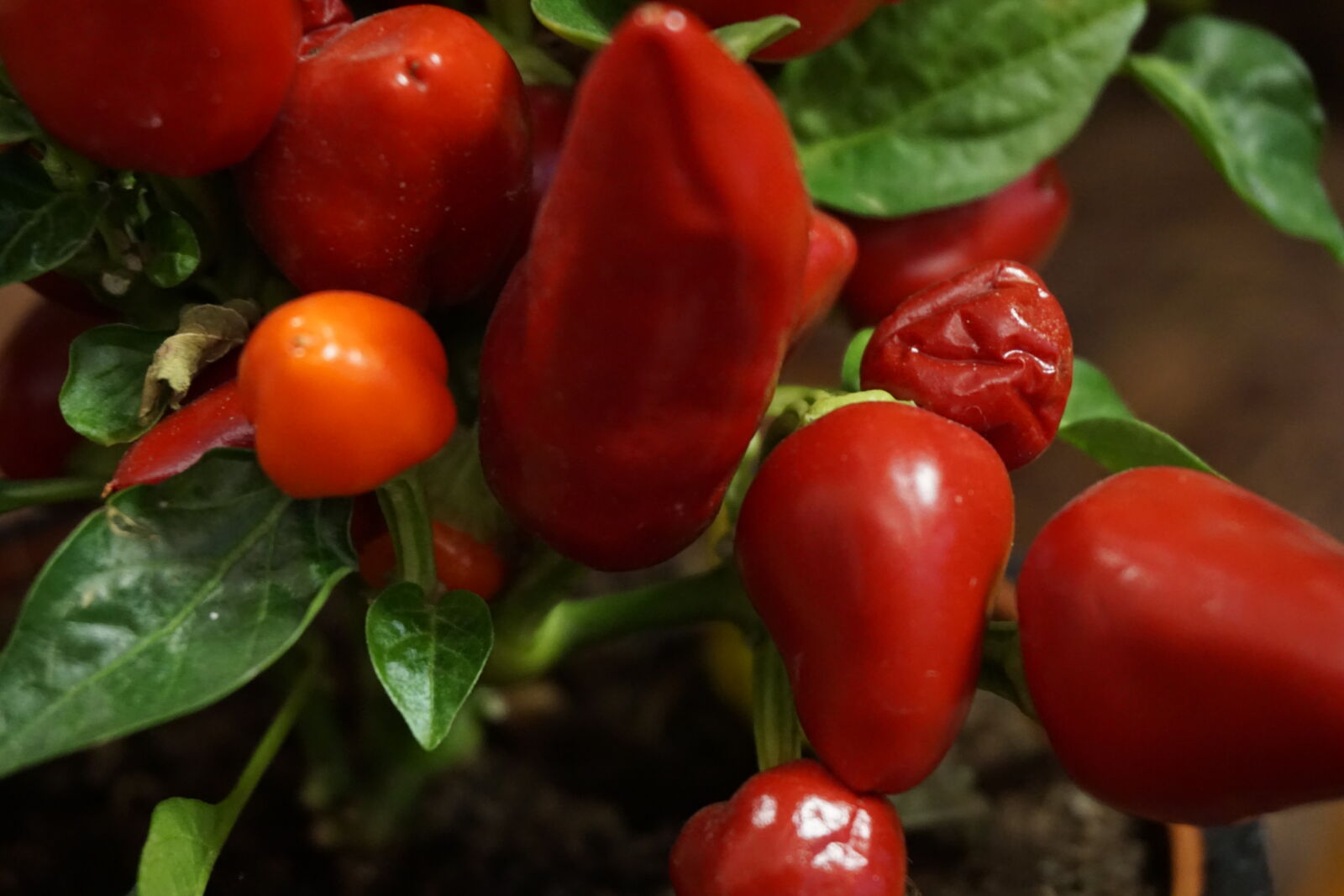 Sony E 16-50mm F3.5-5.6 PZ OSS sample photo. Decoration, green, pepper, plant photography