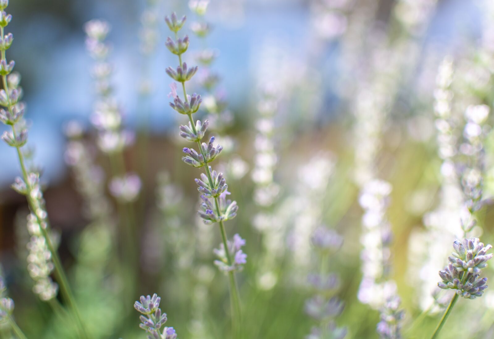 Nikon D500 sample photo. Lavender, flowers, violet photography
