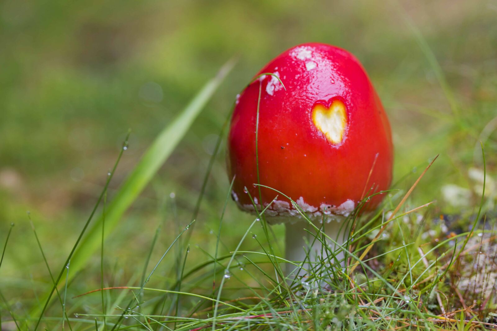 Canon EOS 1100D (EOS Rebel T3 / EOS Kiss X50) sample photo. Nature, green grass, fungus photography