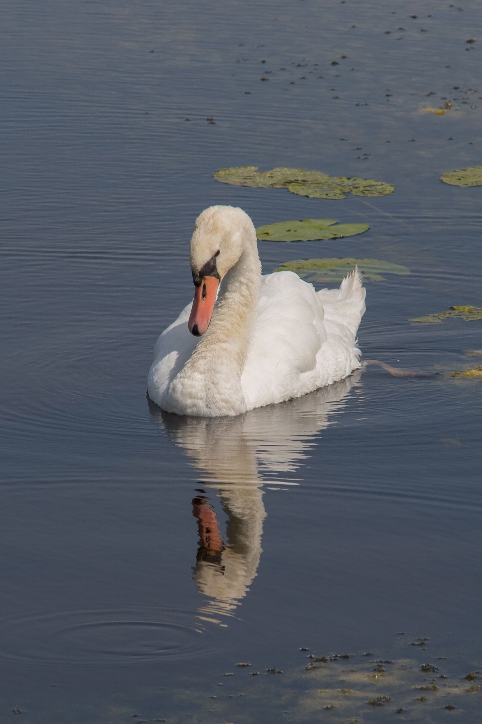 Canon EOS 7D Mark II sample photo. Swan, mirroring, lake photography