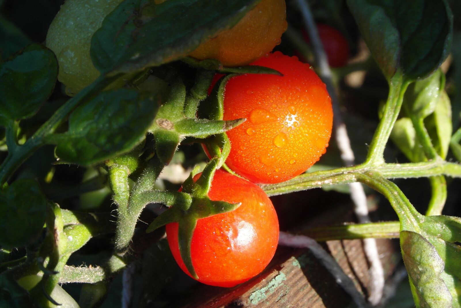 Samsung WB750 sample photo. Tomatoes, cocktail, red photography
