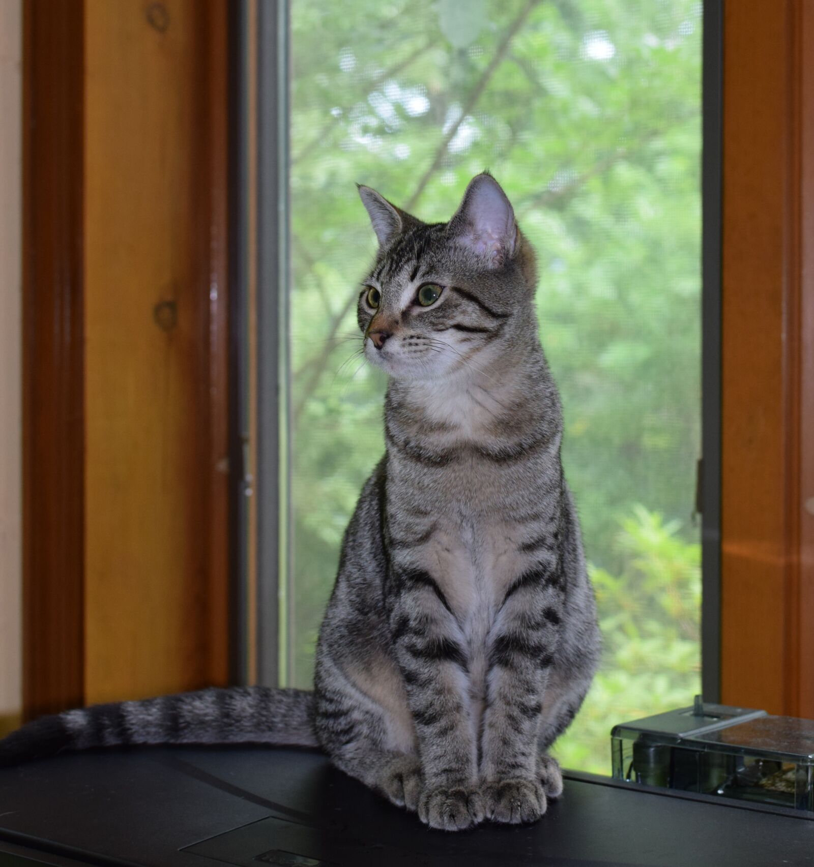 Nikon D3300 sample photo. Kitten, gray tabby, cat photography