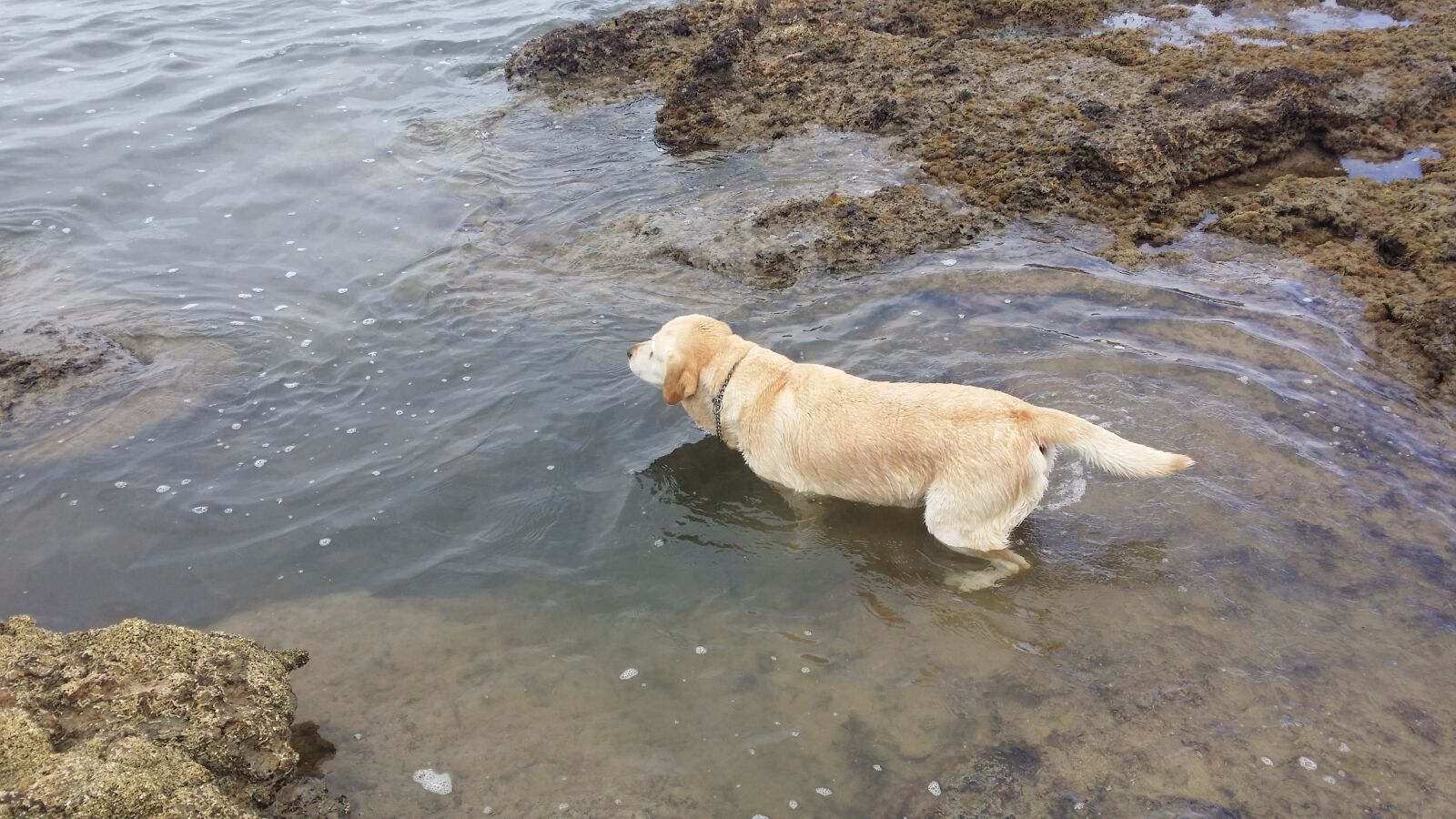 Samsung Galaxy S4 sample photo. Labrador, swimming, dog photography