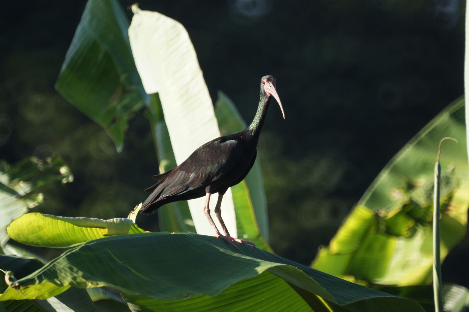 Sony SLT-A55 (SLT-A55V) + Sony 500mm F8 Reflex sample photo. Quindio, nature, colombia photography