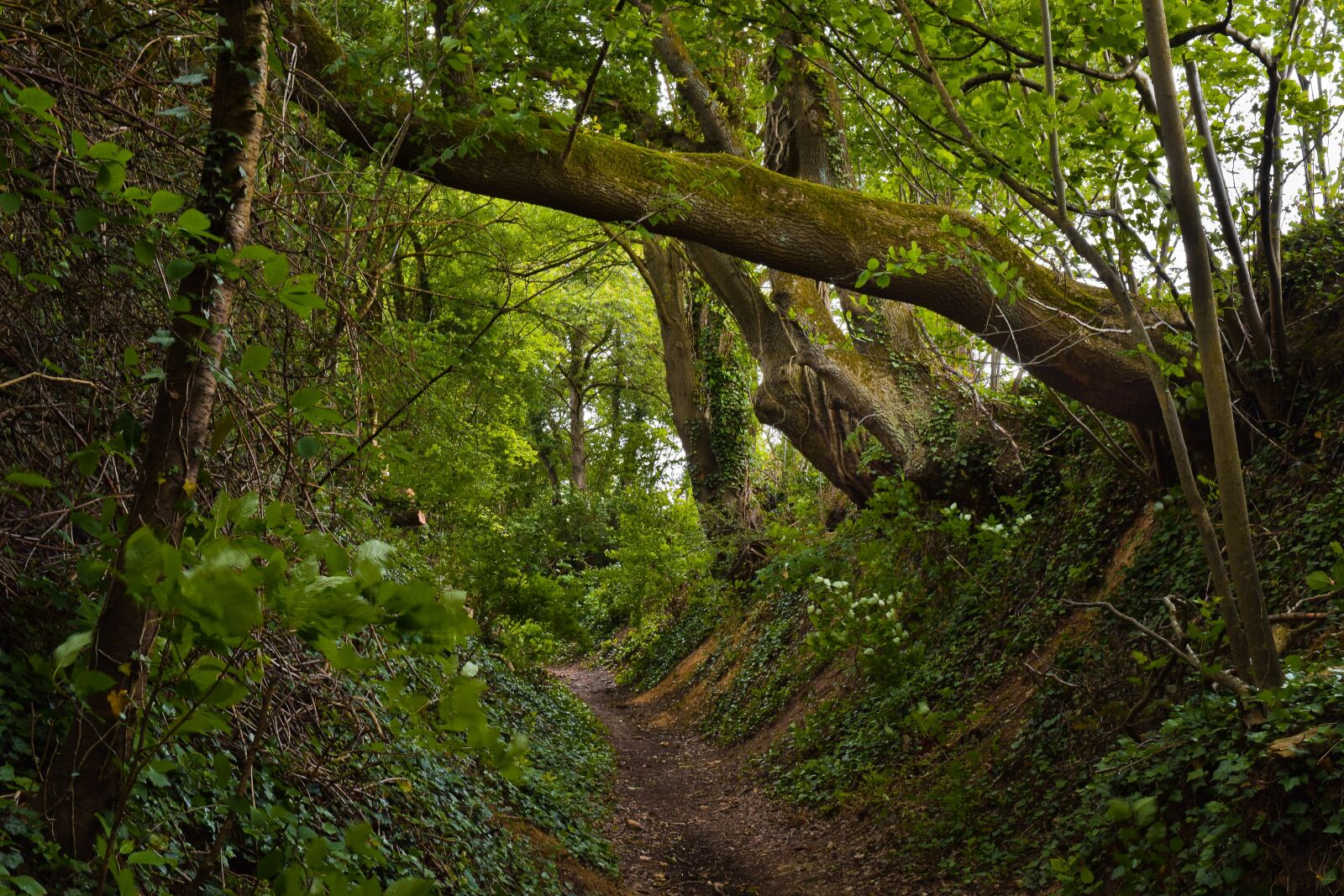 Nikon D3300 sample photo. Forest, trees, nature photography