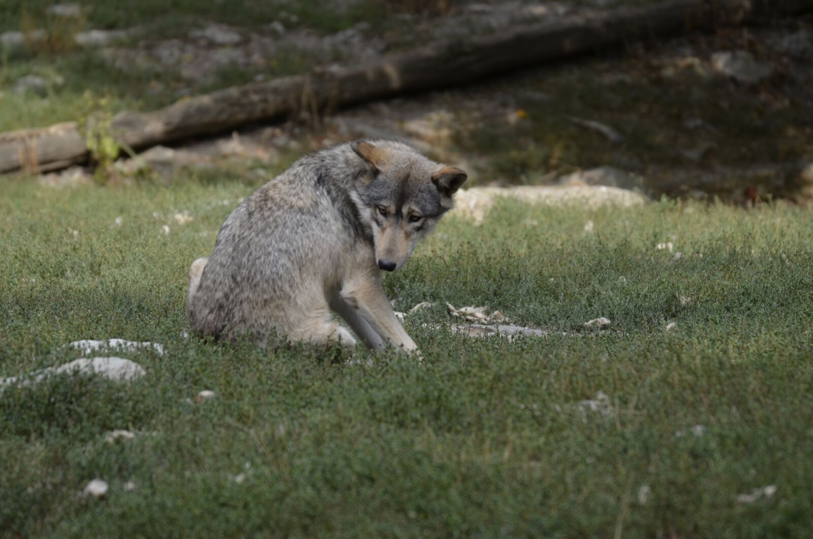Nikon D5100 sample photo. Wolf, pack, predator photography