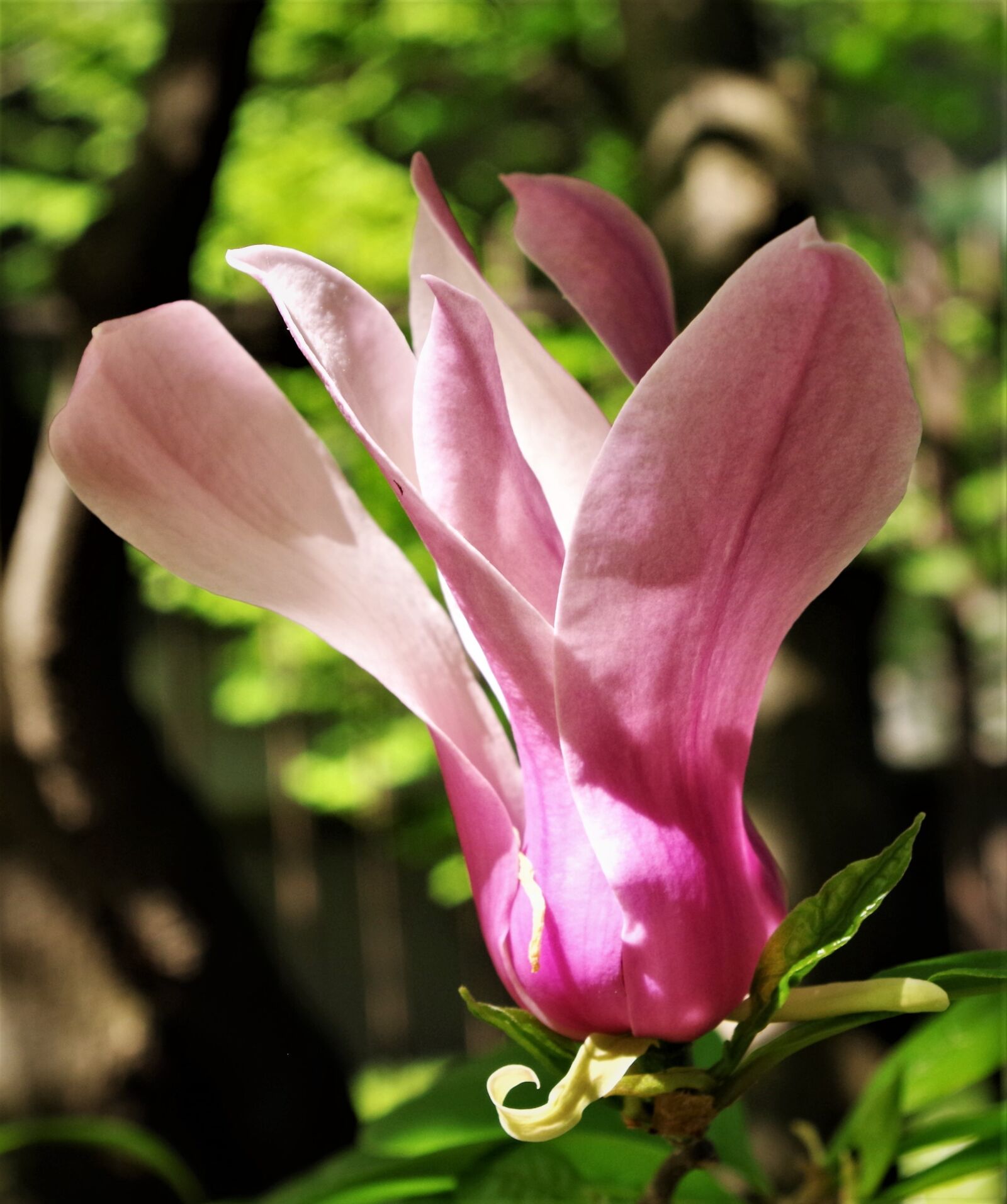 Pentax K-50 sample photo. Flower, pink flower, magnolia photography