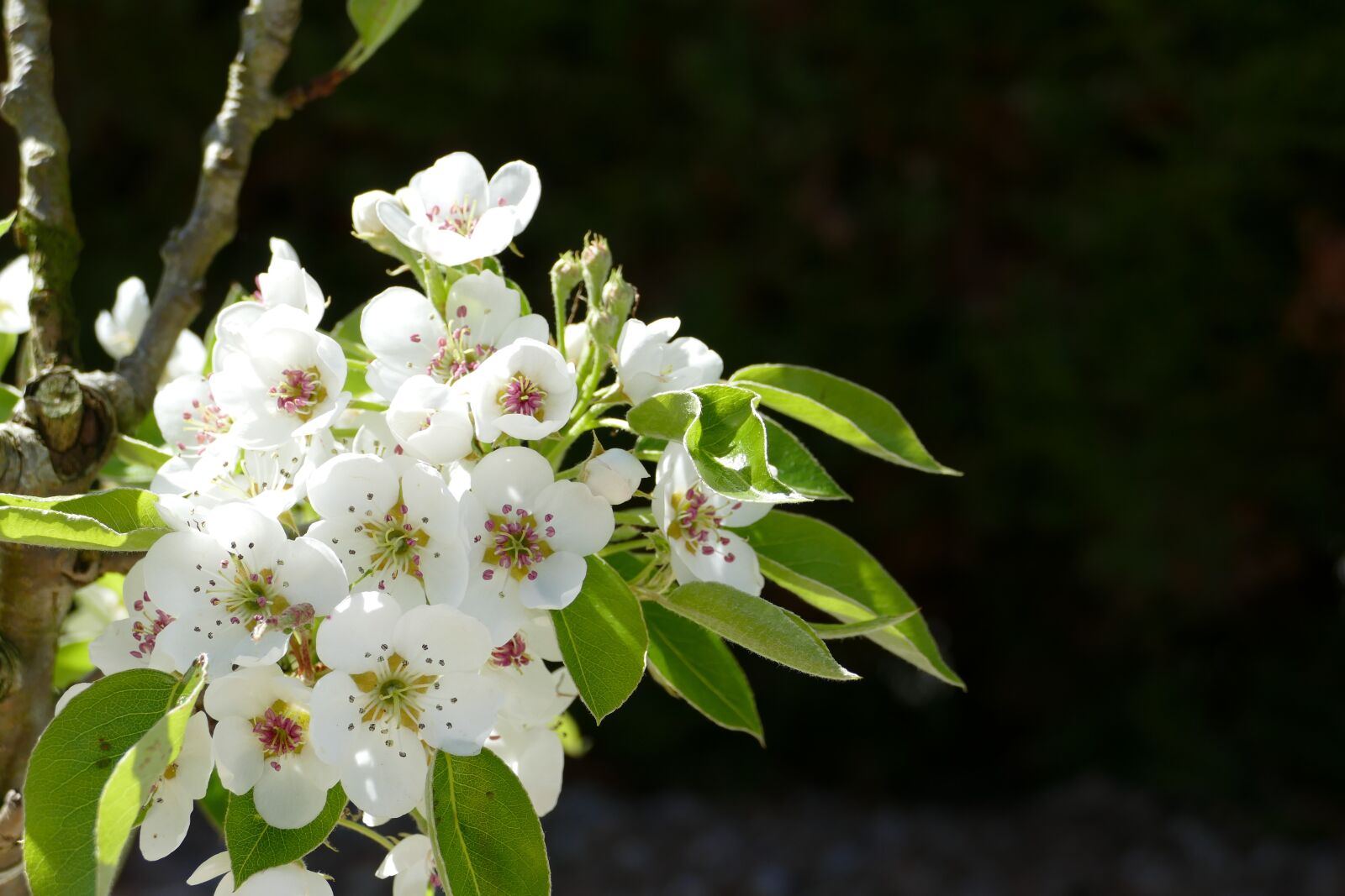 Panasonic Lumix DMC-FZ1000 sample photo. Flowers, white blossom, blossom photography