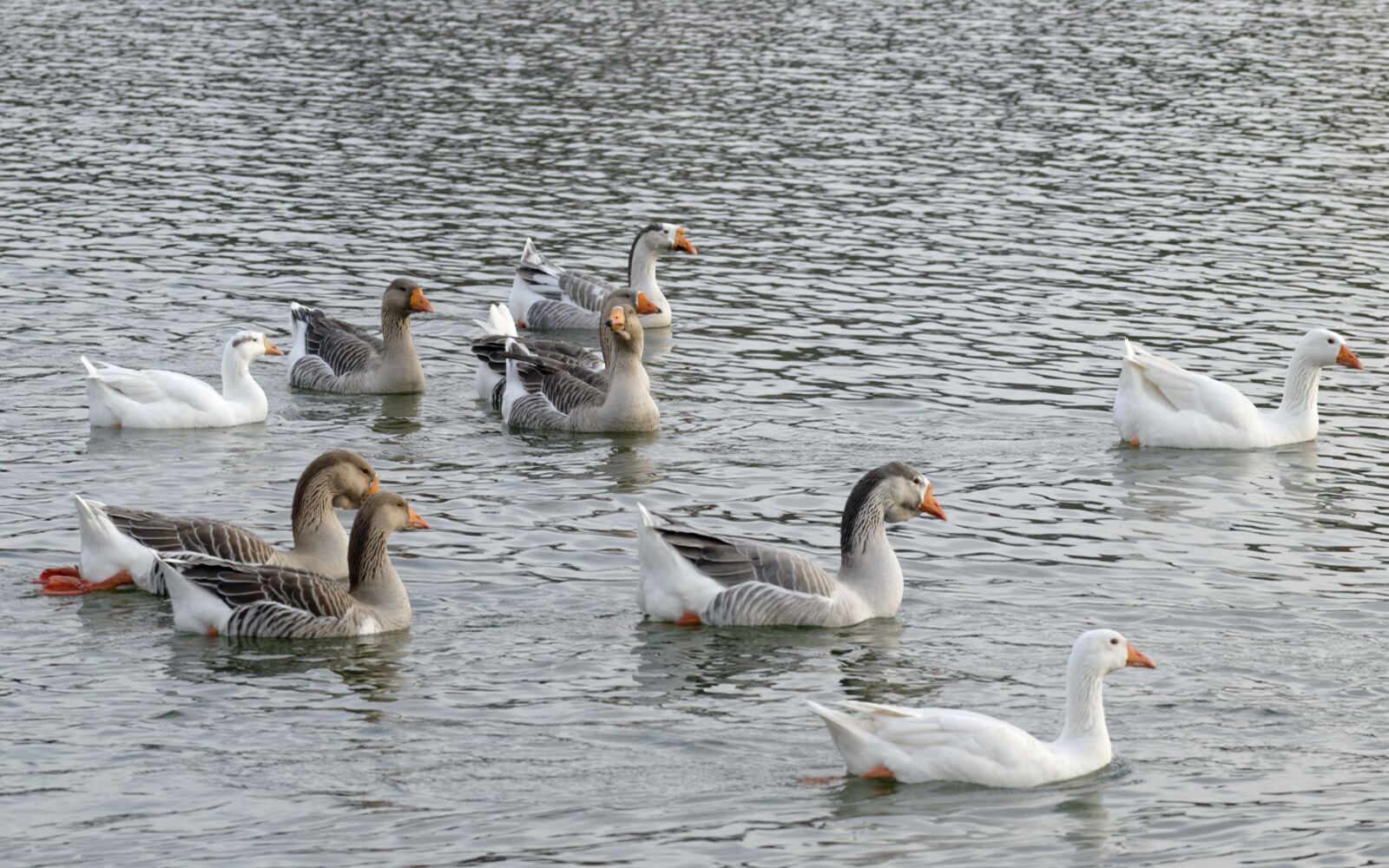 Nikon D5300 sample photo. Goose, lake, water photography