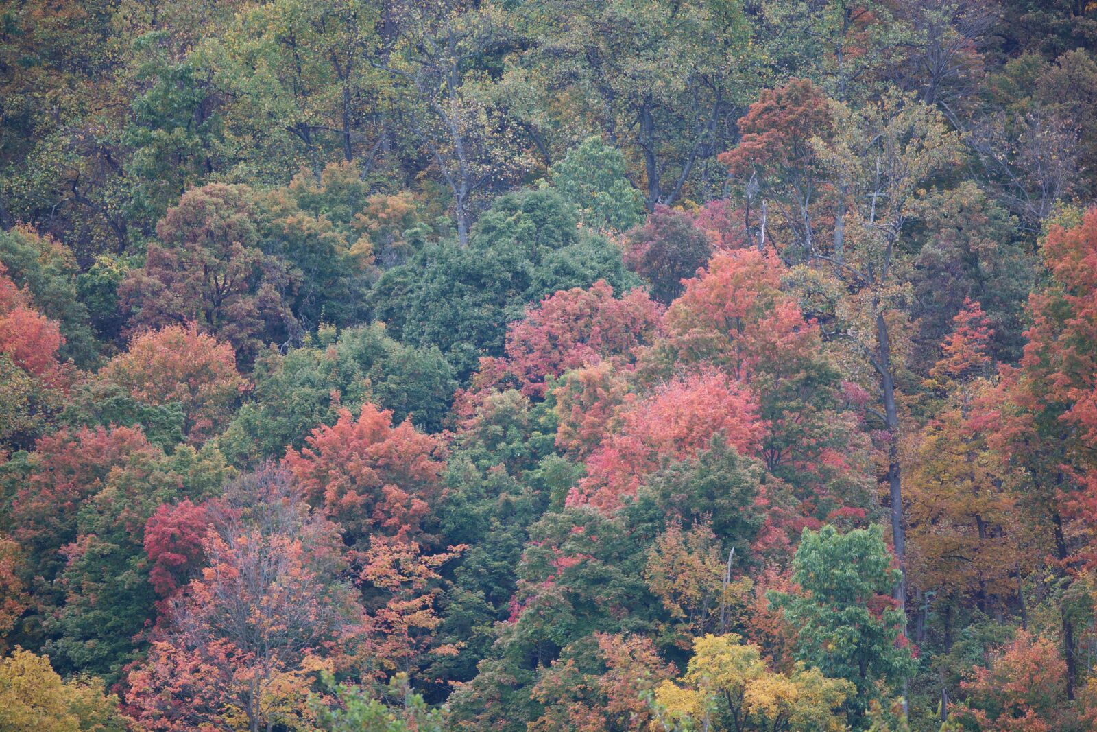 Canon EOS 5D Mark II sample photo. Fall, colors, autumn, trees photography