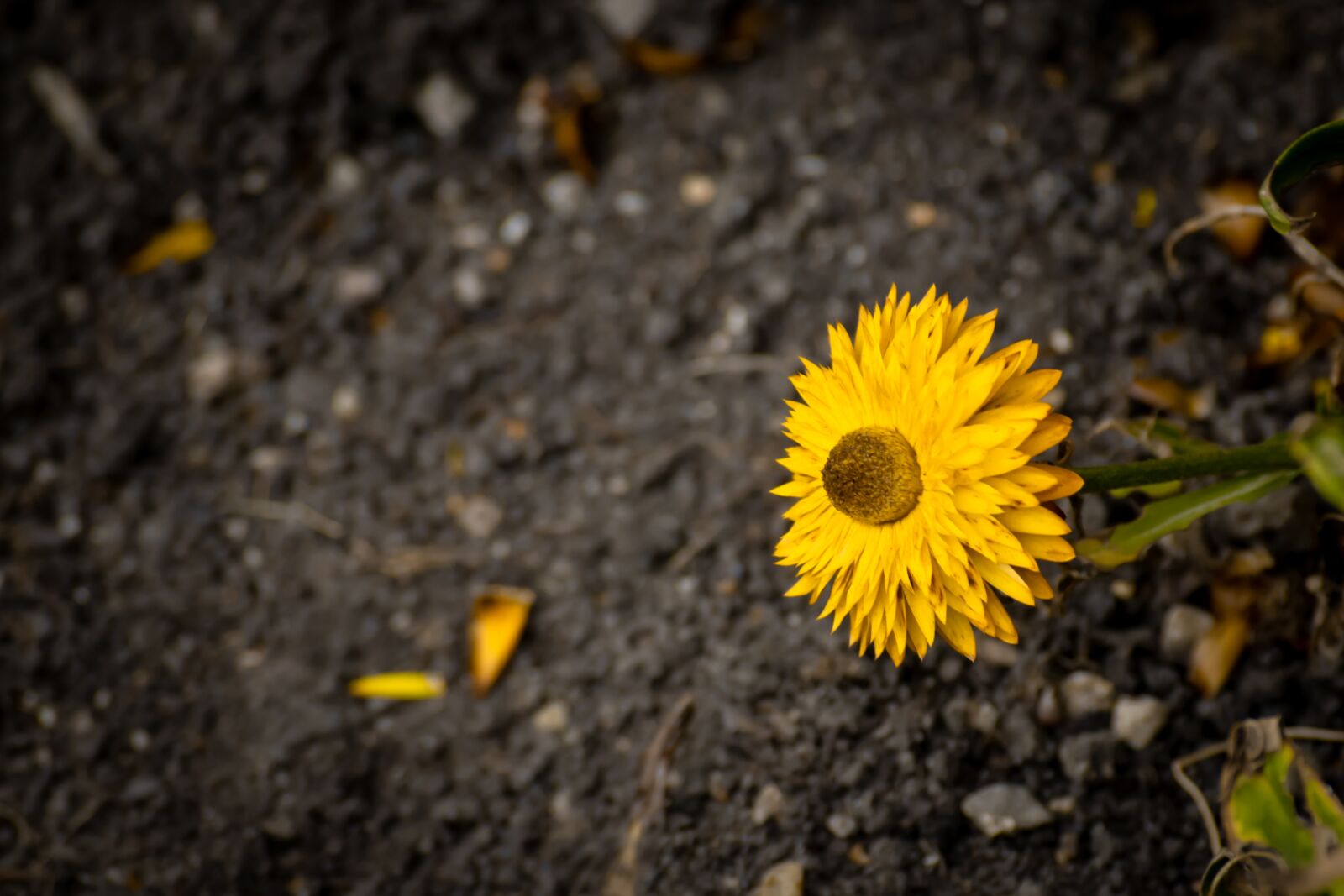 Nikon D3300 sample photo. Yellow, sun, sunflower photography