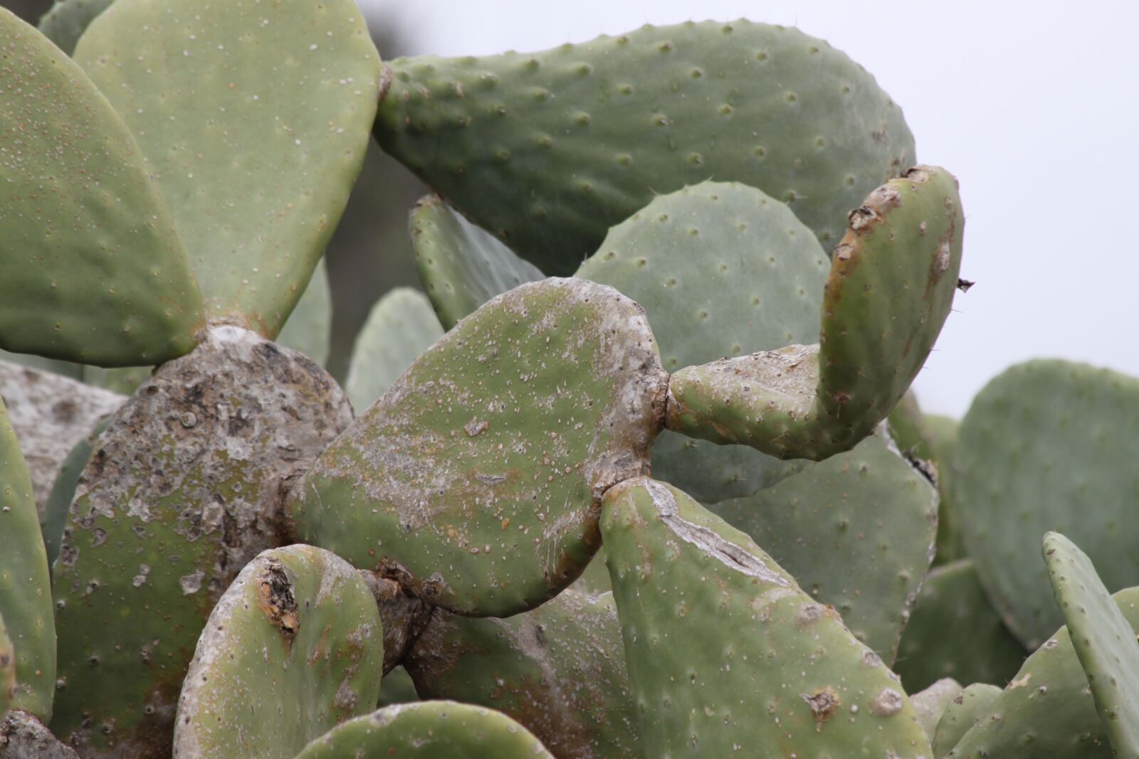 Canon EOS 500D (EOS Rebel T1i / EOS Kiss X3) sample photo. Prickly tree, cactus, prickly photography