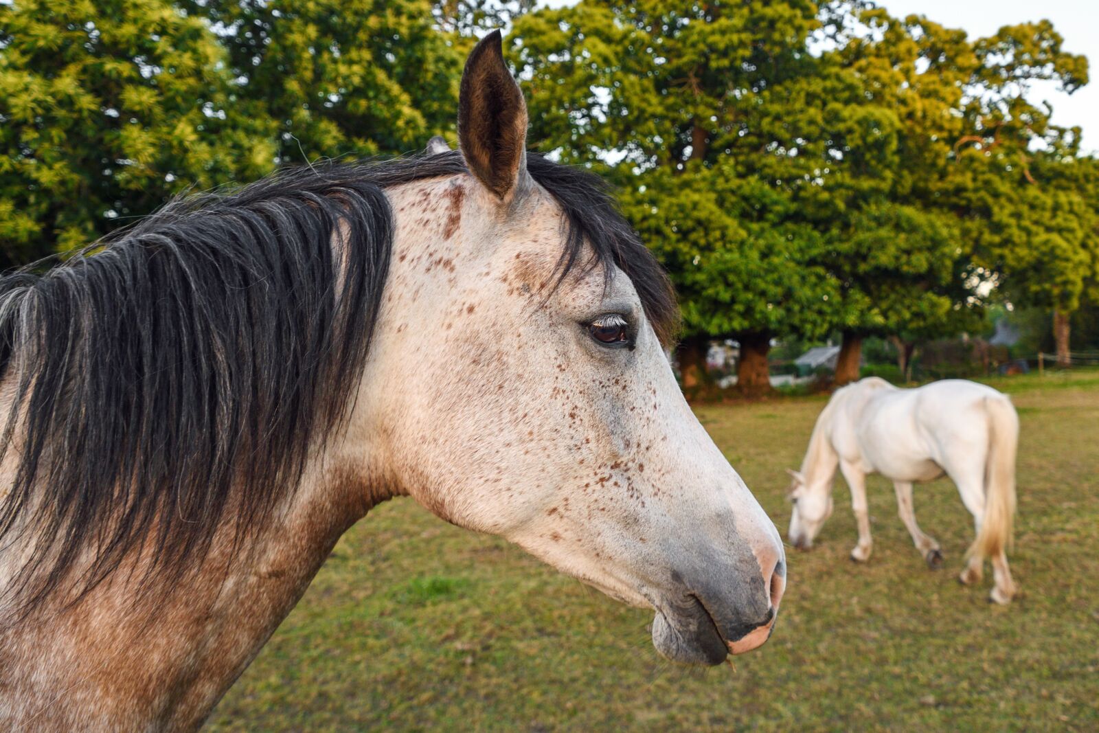 Nikon D500 sample photo. Horse, field, horses photography