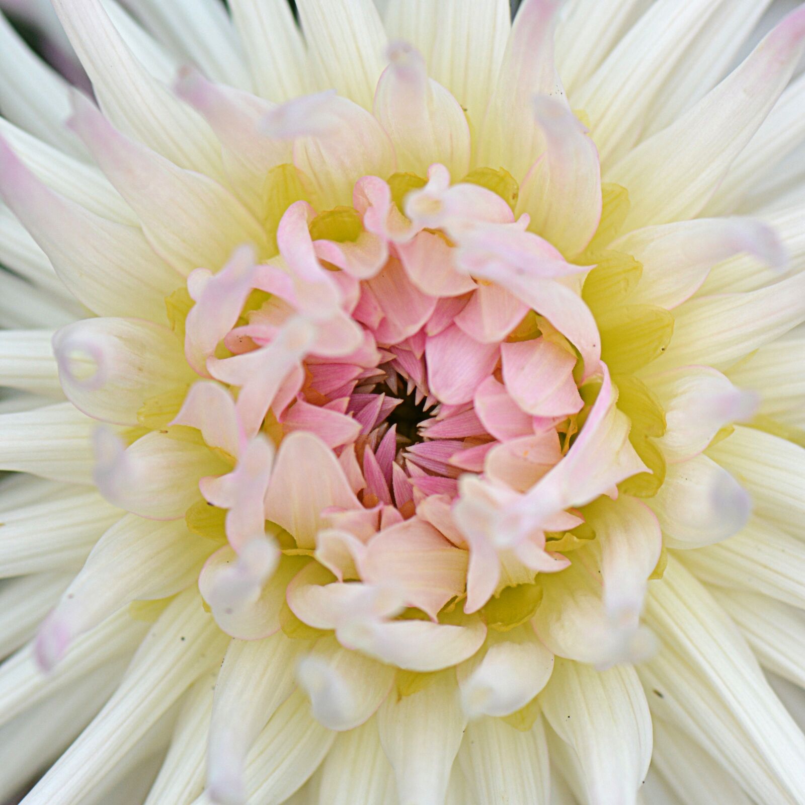 Nikon D5200 sample photo. Flower, nature, dahlia photography