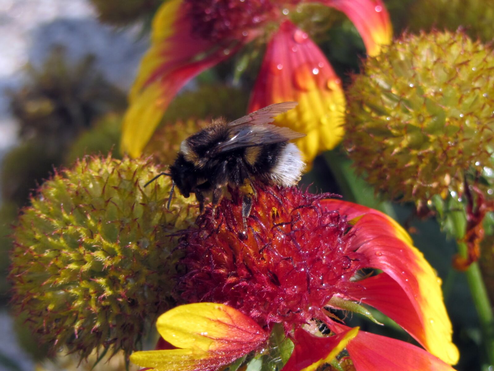 Canon PowerShot SX220 HS sample photo. Flowers, bee, insect photography