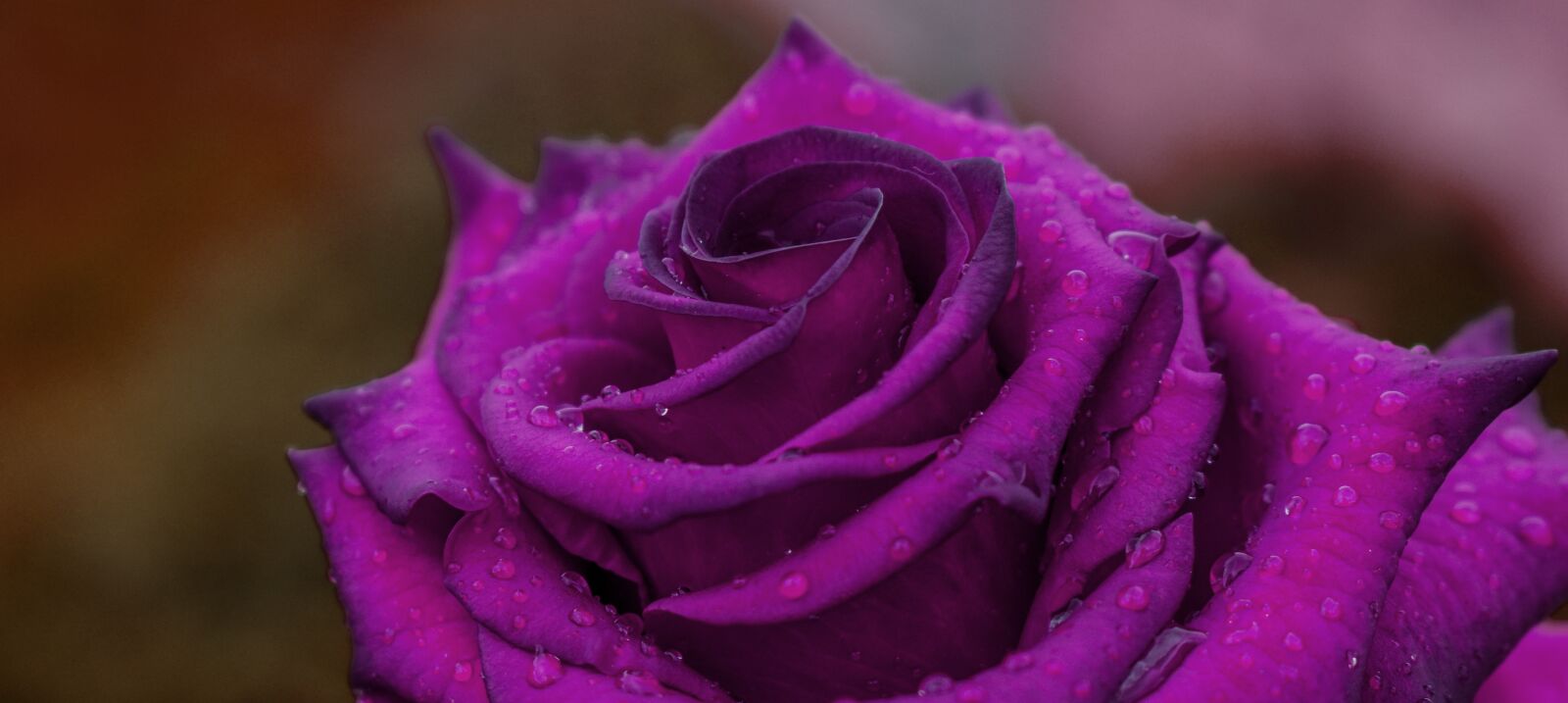 Nikon D3400 sample photo. Rosa, flower, romantic photography