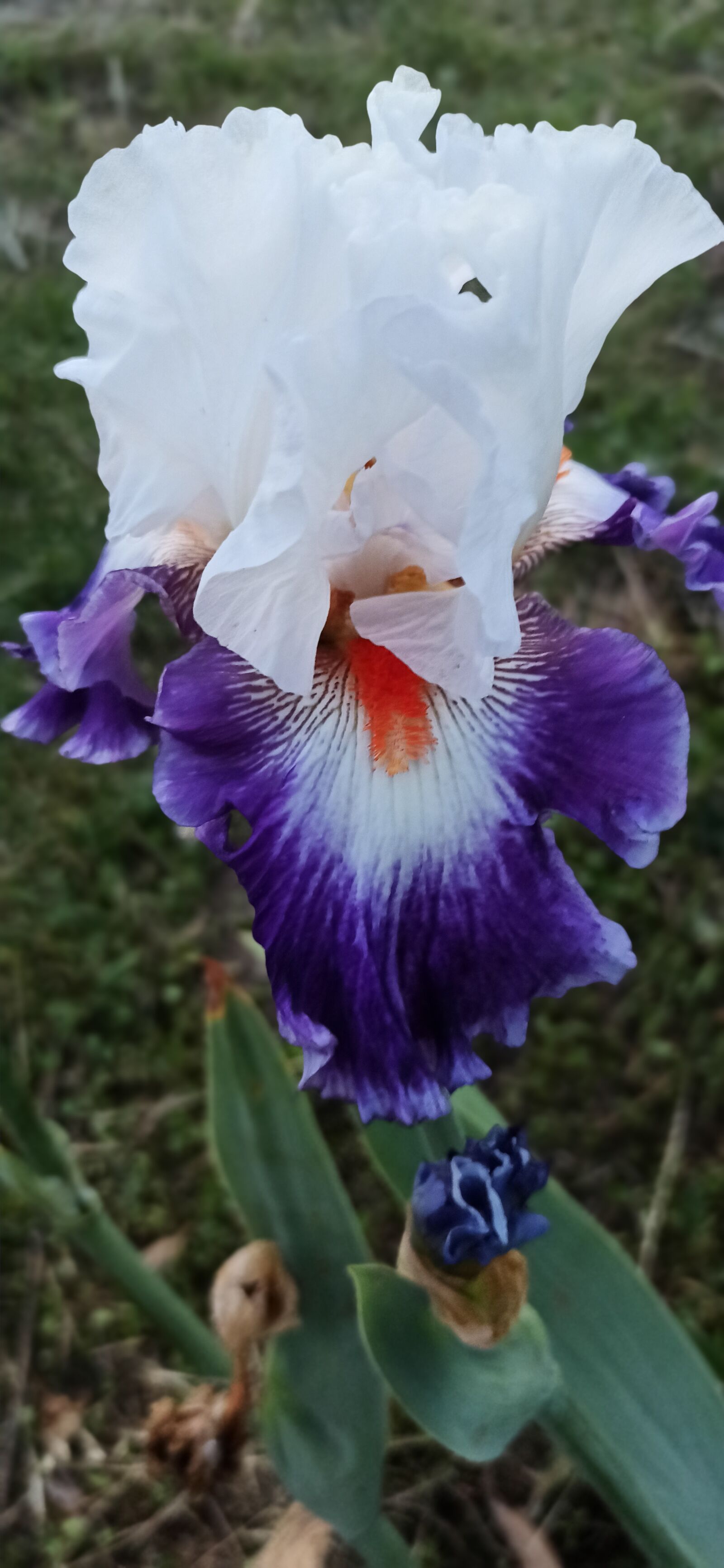 Xiaomi Redmi Note 8 Pro sample photo. Iris, flower, garden photography