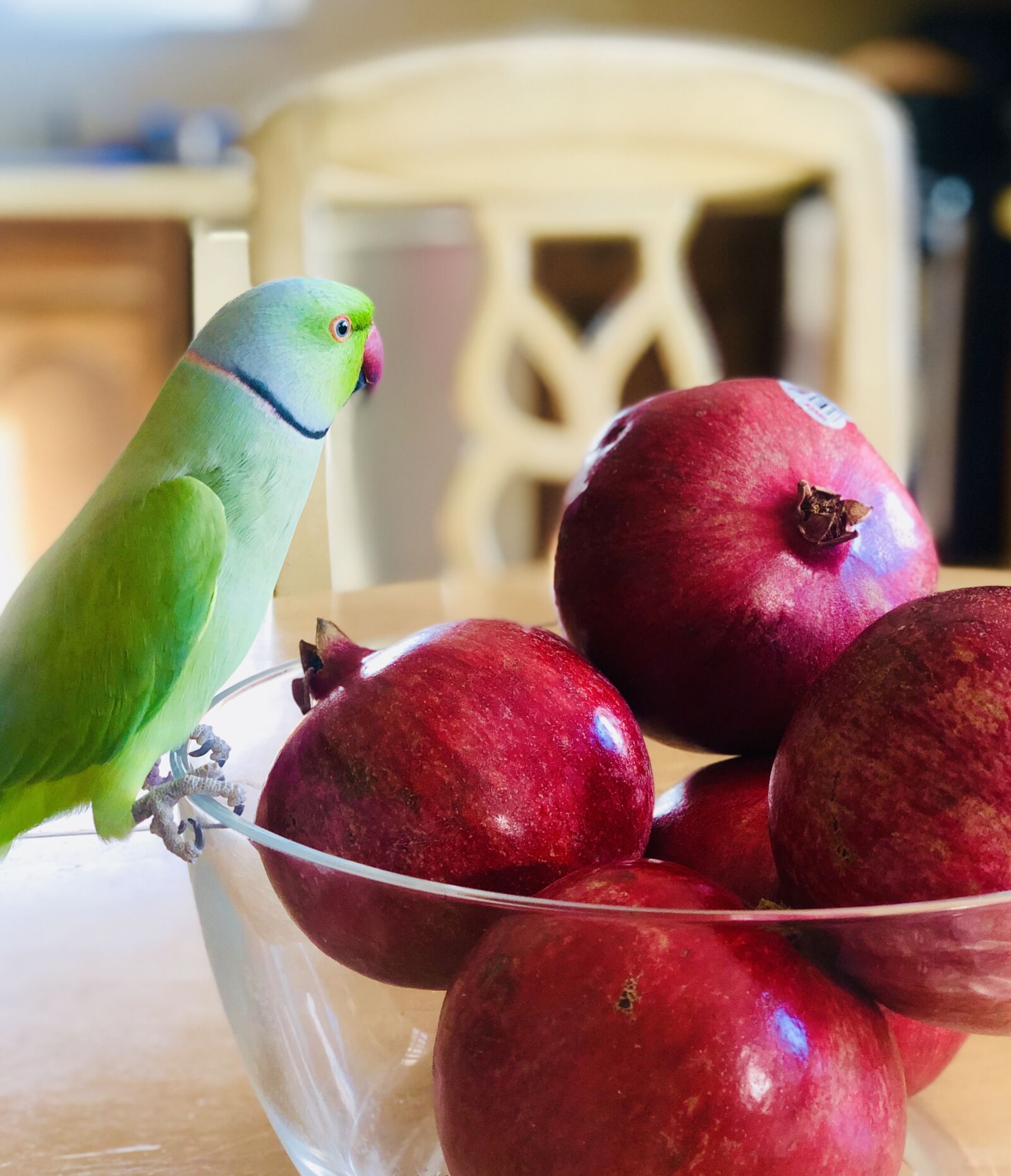 iPhone X back dual camera 6mm f/2.4 sample photo. Ring neck, indian parrot photography