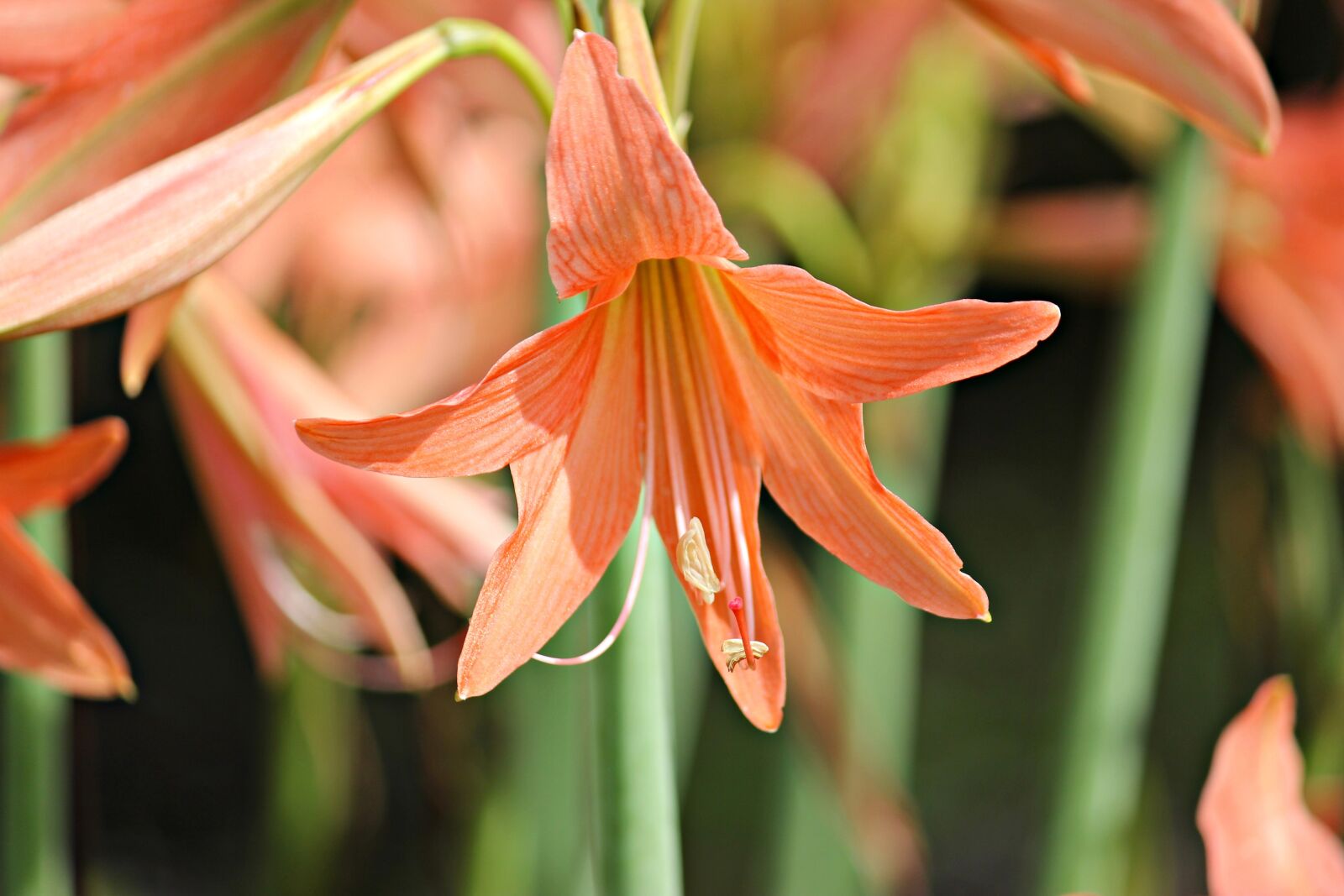 Canon EOS 600D (Rebel EOS T3i / EOS Kiss X5) sample photo. Flower, macro, nature photography