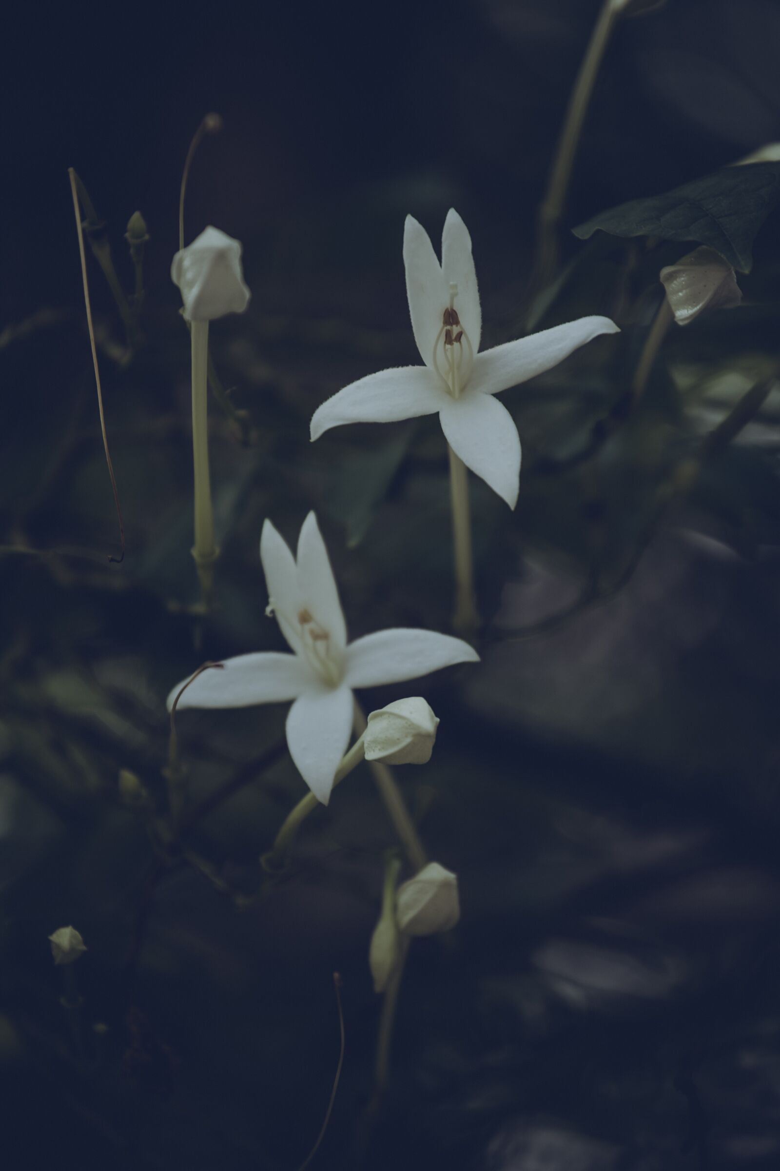 Canon EF 70-200mm F4L USM sample photo. Flower, plant, flowers photography