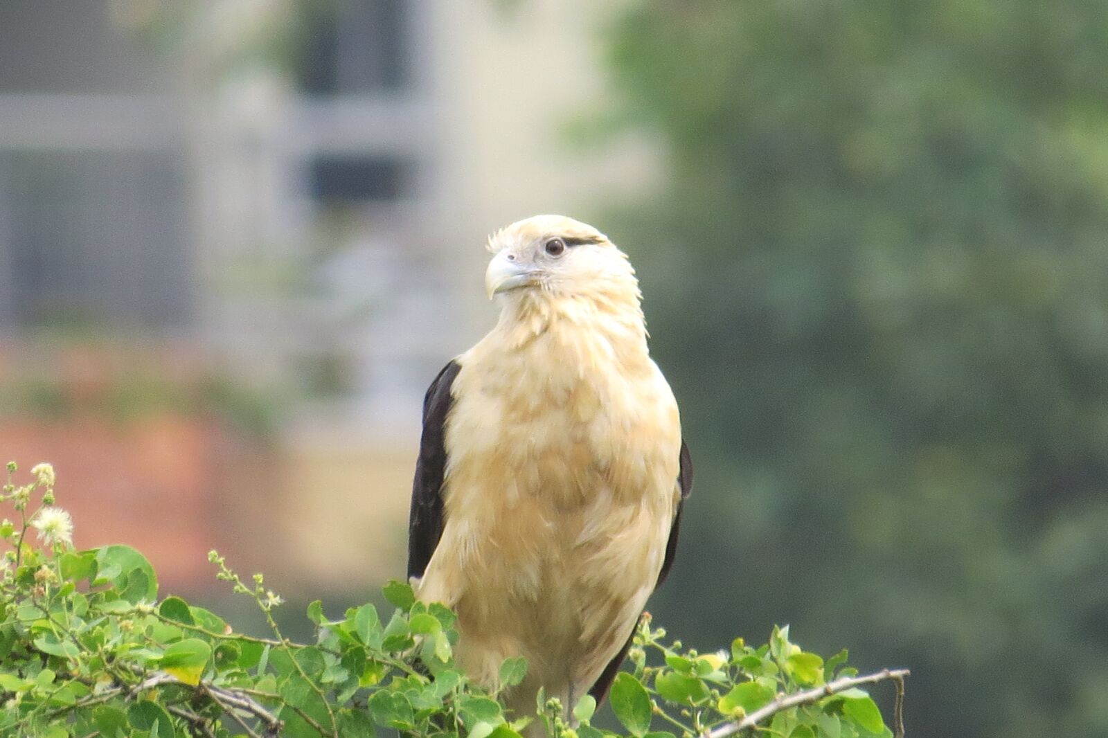 Canon PowerShot SX50 HS sample photo. Birds, falcon, peak photography
