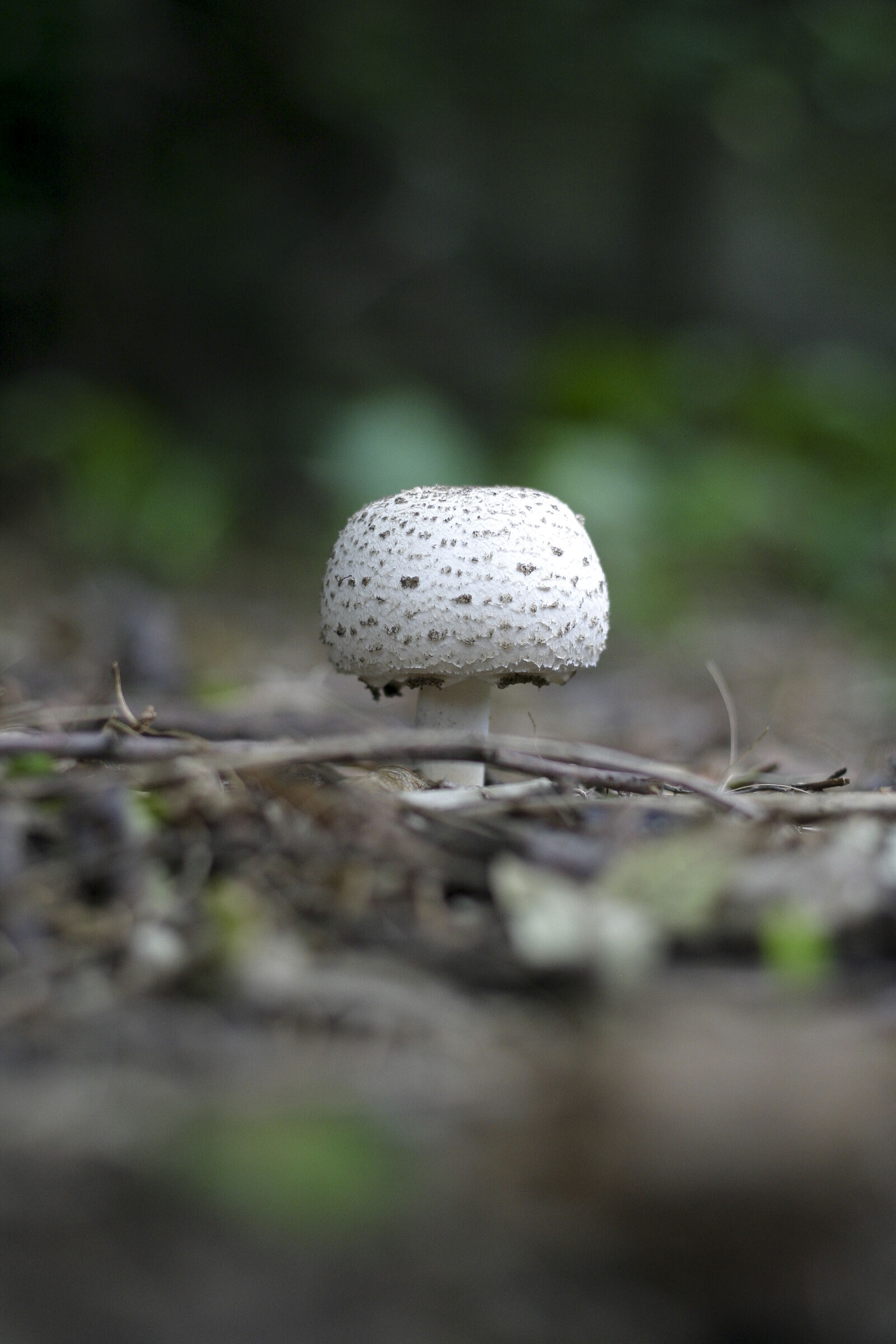 Canon EOS 10D sample photo. No, person, nature, fungus photography