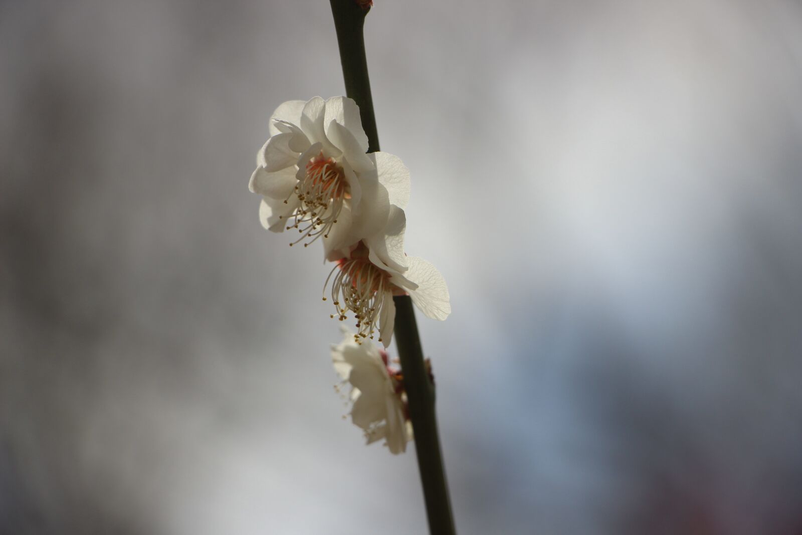 Canon EOS 600D (Rebel EOS T3i / EOS Kiss X5) sample photo. Flowers, white flowers, plum photography