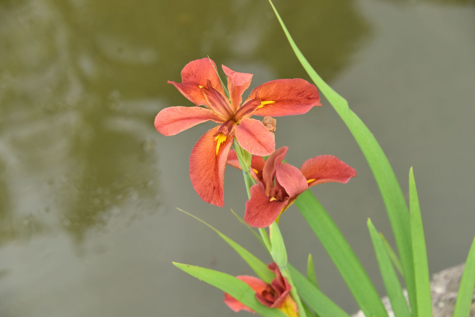 Nikon D810 sample photo. Irises, pink flower, flowers photography