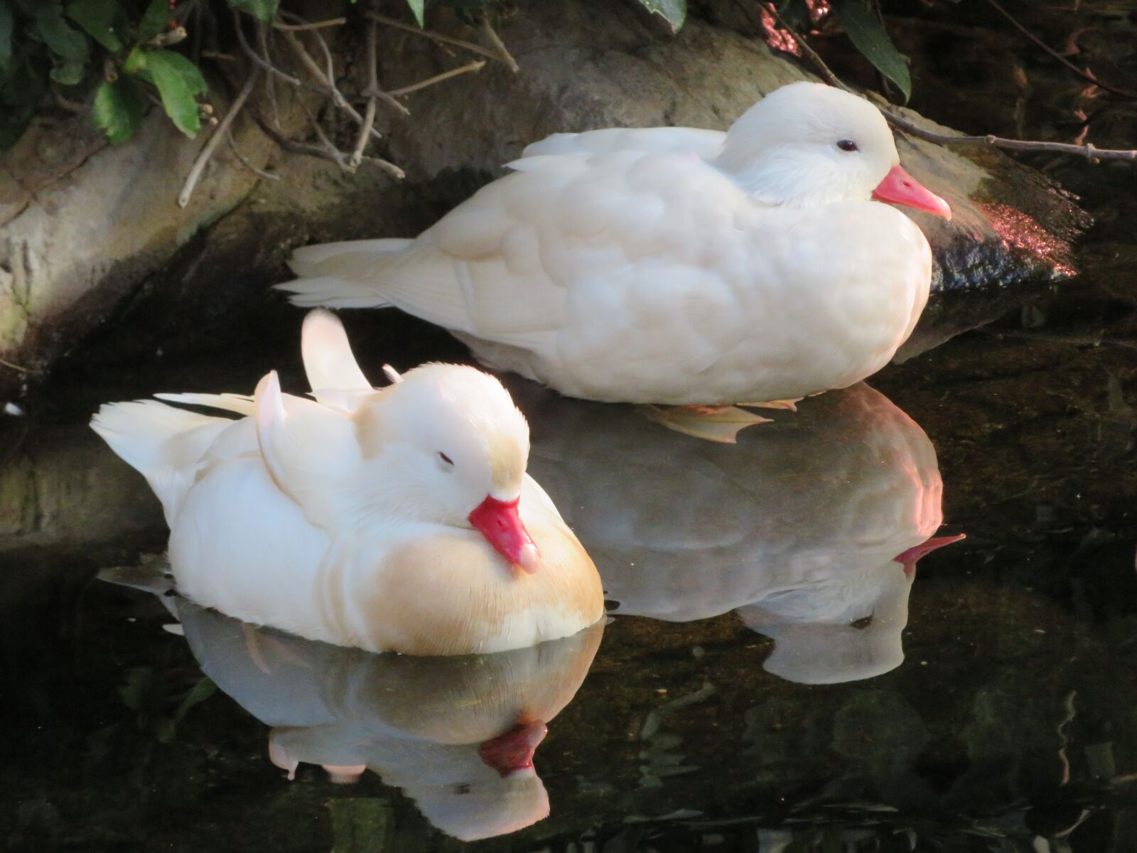 Canon PowerShot SX720 HS sample photo. Duck, animals, nature photography