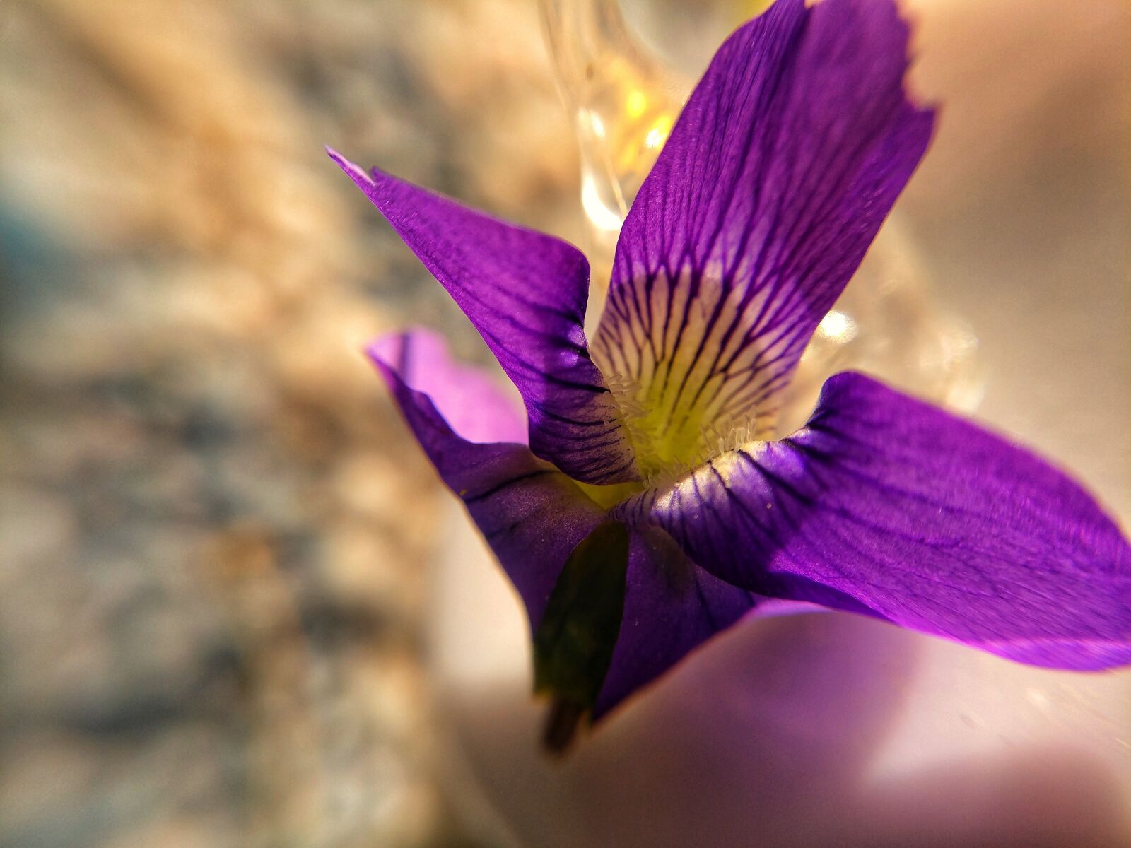 LG V20 sample photo. Macro, flower, violet photography