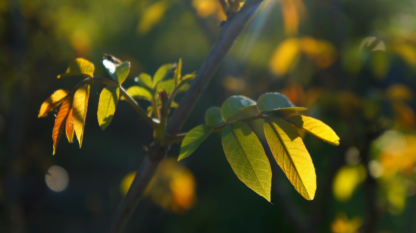 Sony Alpha a3000 + Sony E 18-55mm F3.5-5.6 OSS sample photo. Nature, plants, foliage photography