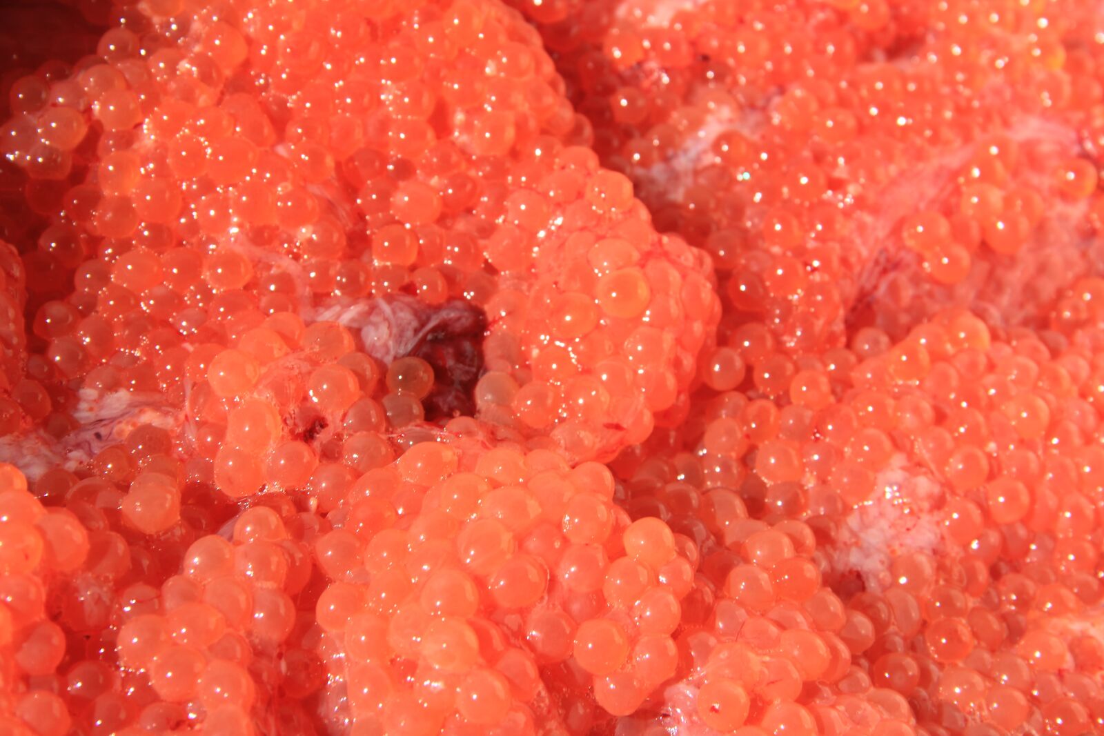 Canon EF-S 18-135mm F3.5-5.6 IS sample photo. Caviar, red caviar, kuriles photography