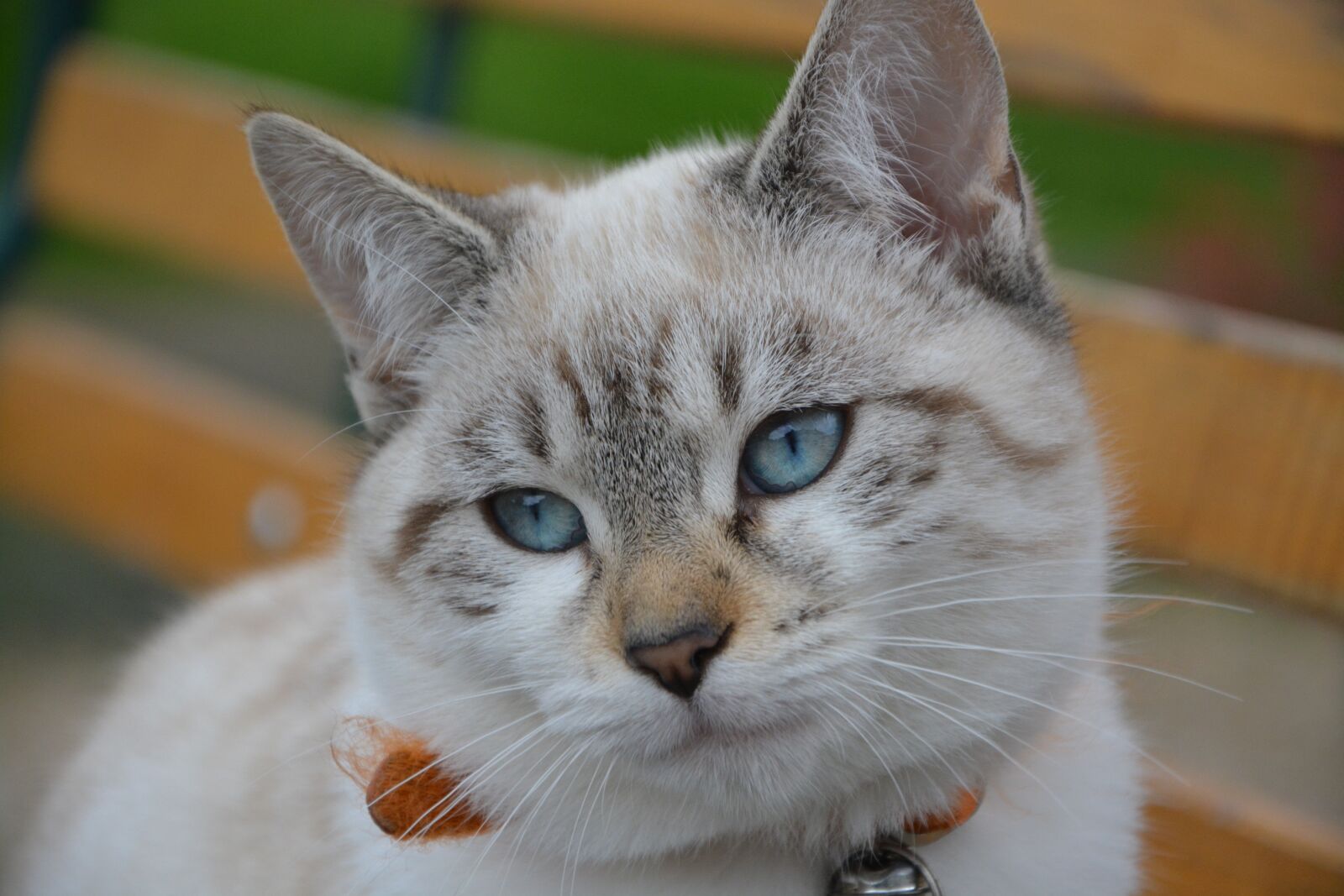 Nikon D5200 sample photo. Cat, blue eyes, pussy photography