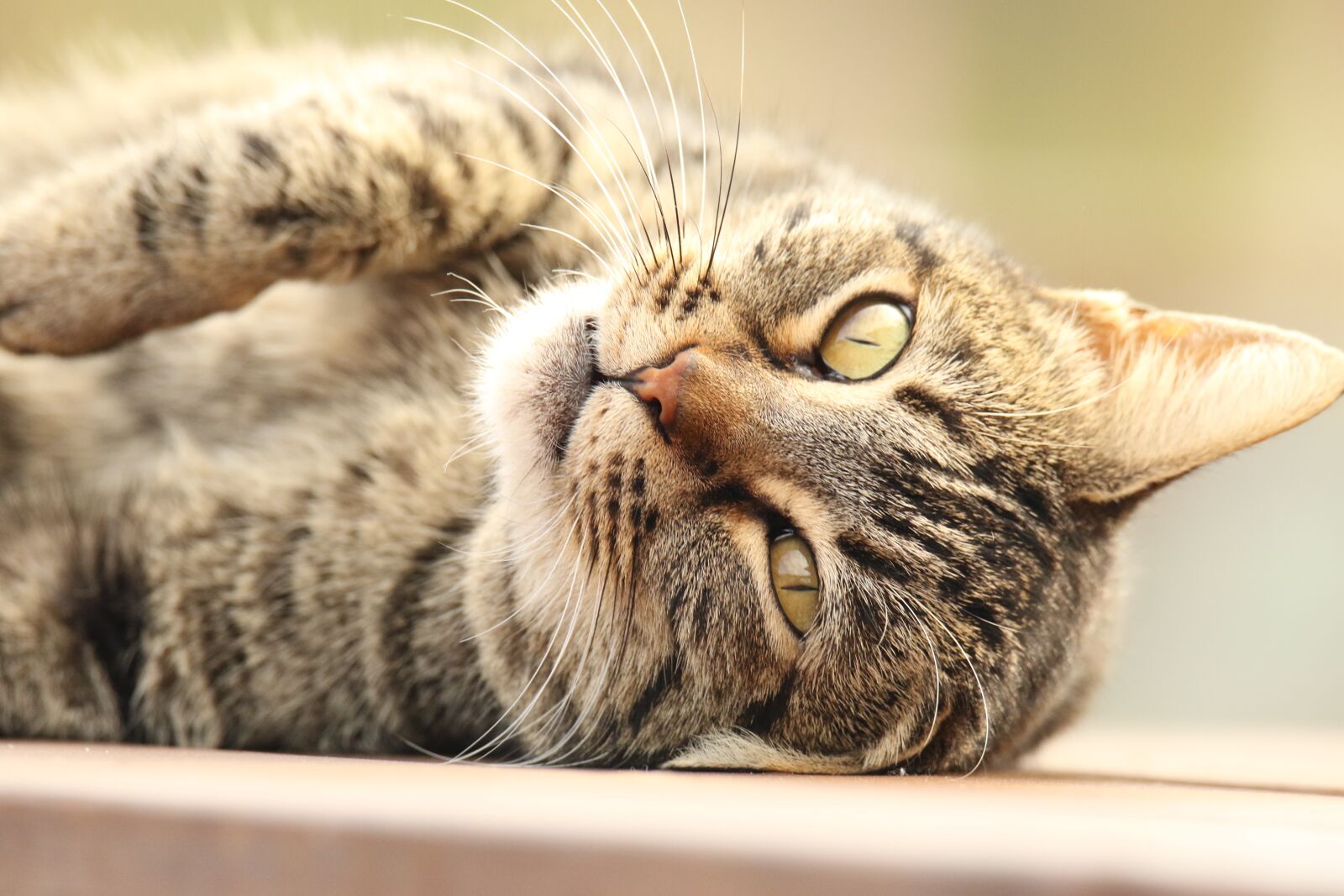 Canon EOS 7D Mark II sample photo. Animal, cat, portrait photography