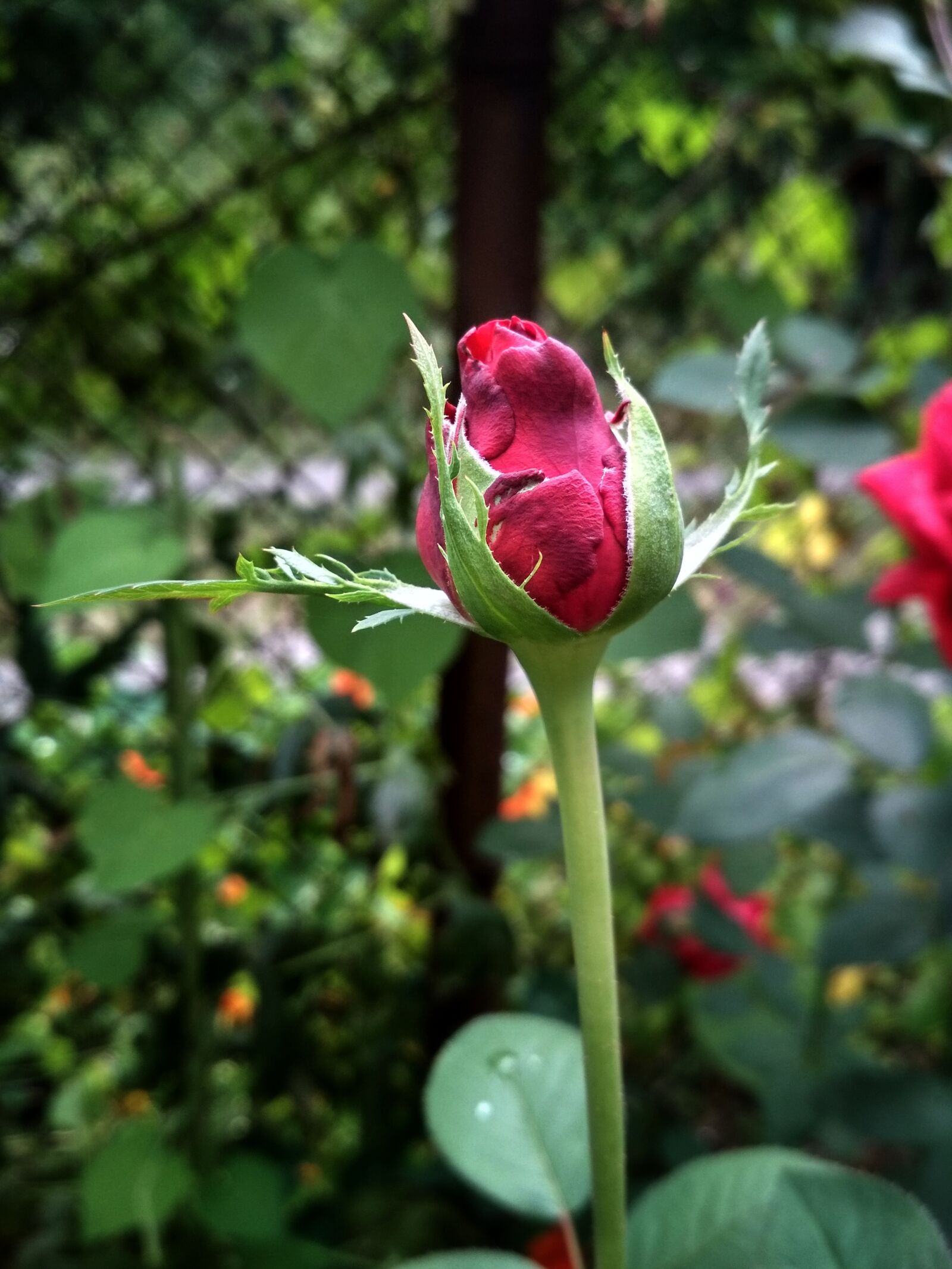 Xiaomi Redmi 4X sample photo. Bud, rose, spring photography